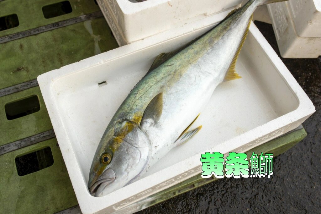 100种深海鱼-27/1