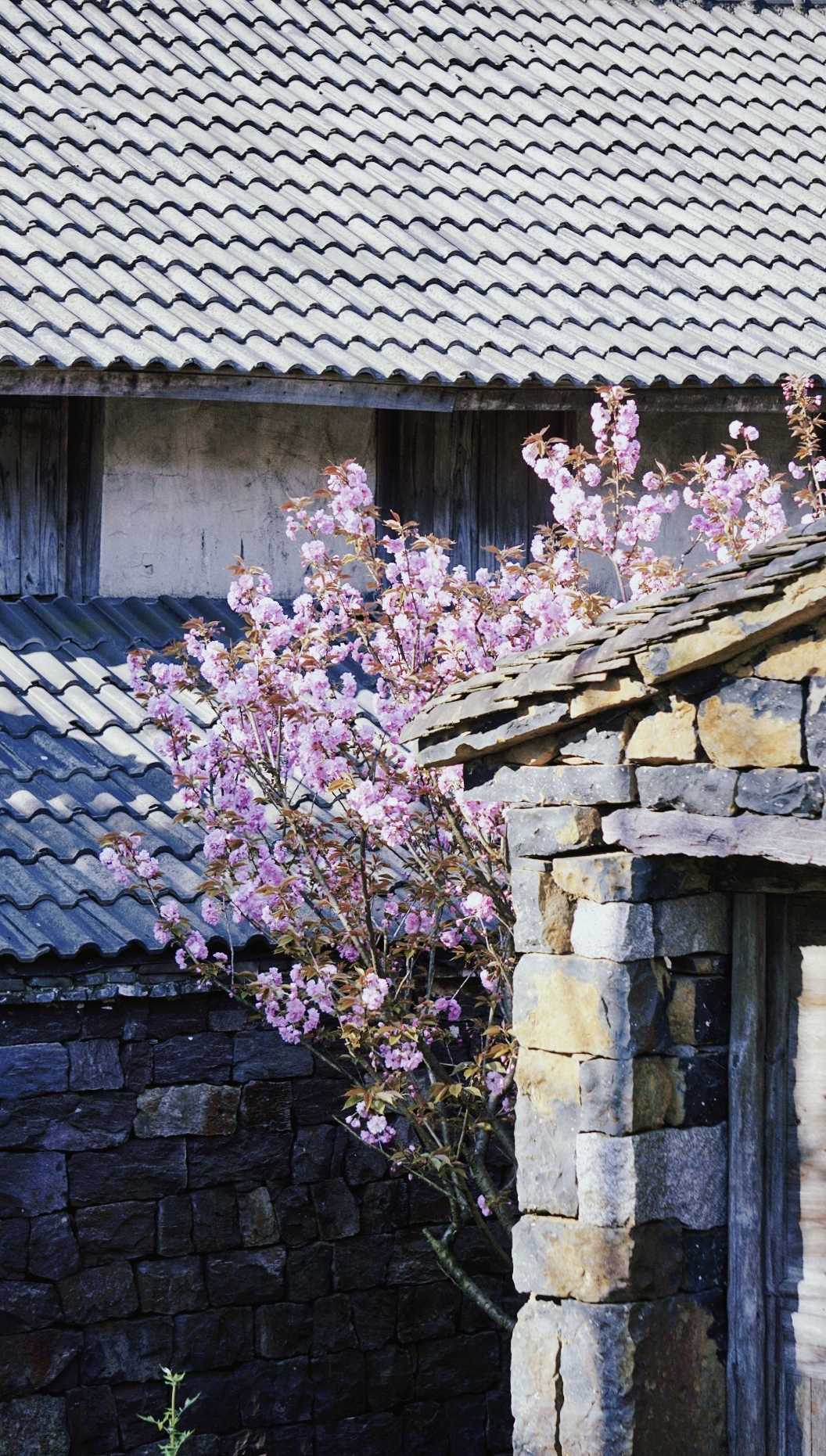 四明山杖锡樱花基地图片