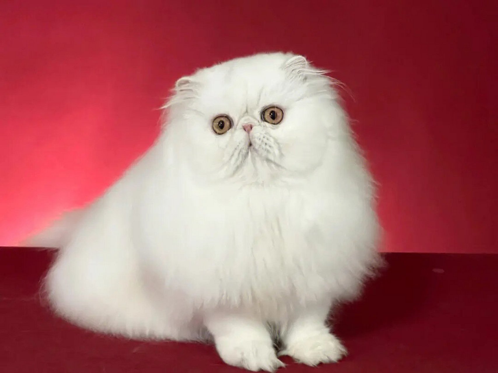 波斯猫 波斯猫 其他名称 长毛猫,喜马拉雅猫(重点色类型),金吉拉(银色