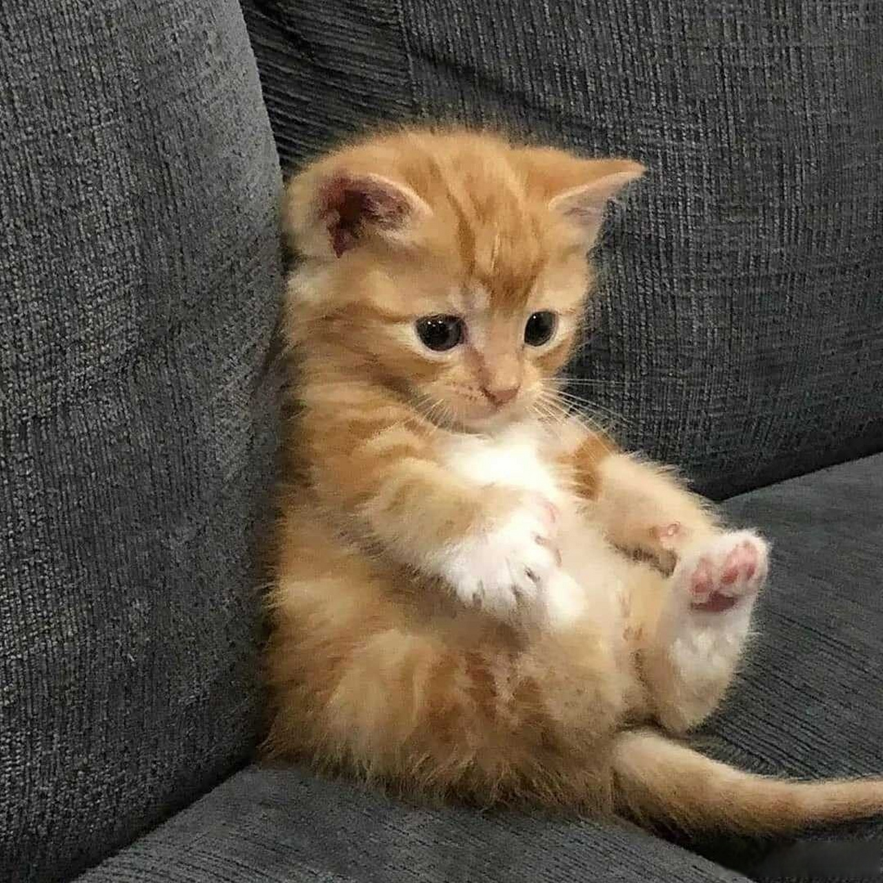 真是一脸的懵懂无知,天真可爱.   #动态创作月##百家号星火计划