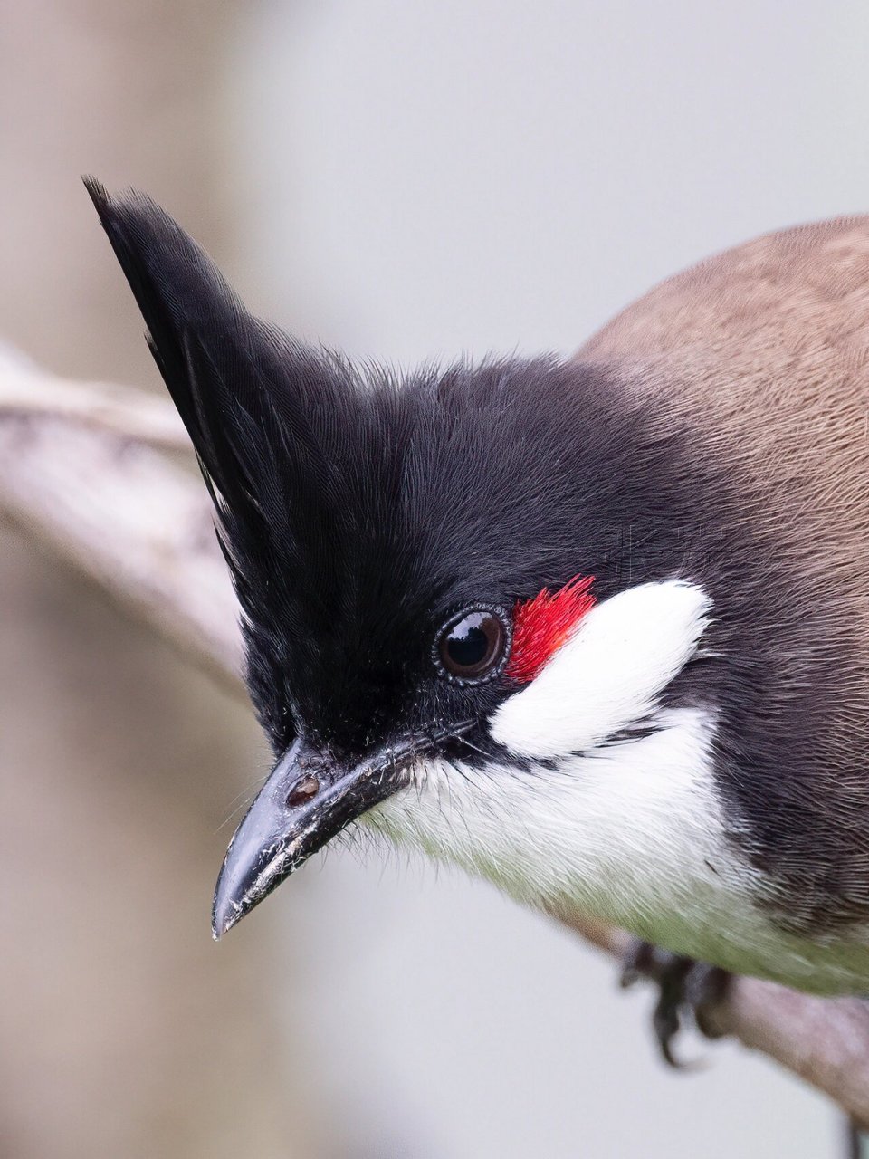 八张图彻底看清红耳鹎鸟的杀马特发型!