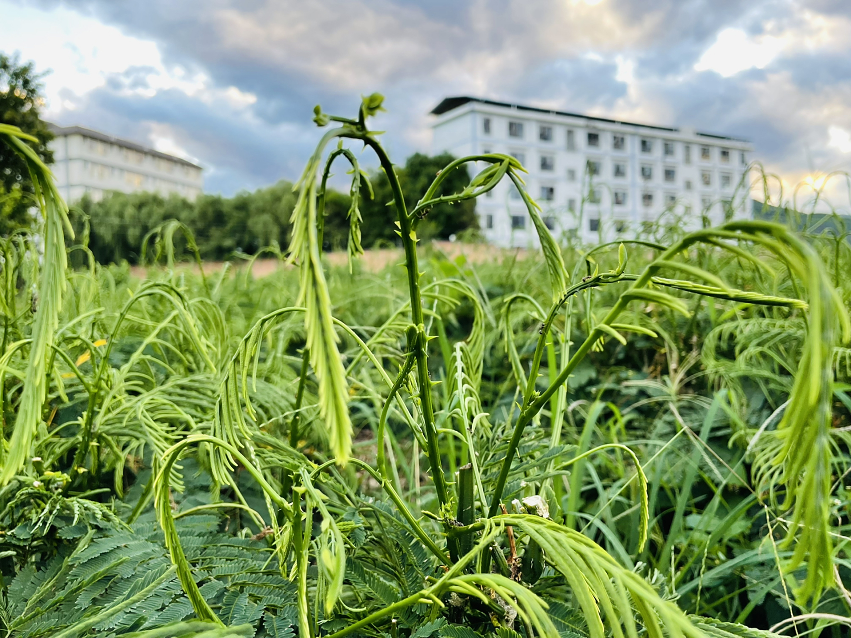 开春了臭菜吃过了但臭菜树你见过吗? 臭菜在我们云南也叫怕哈.