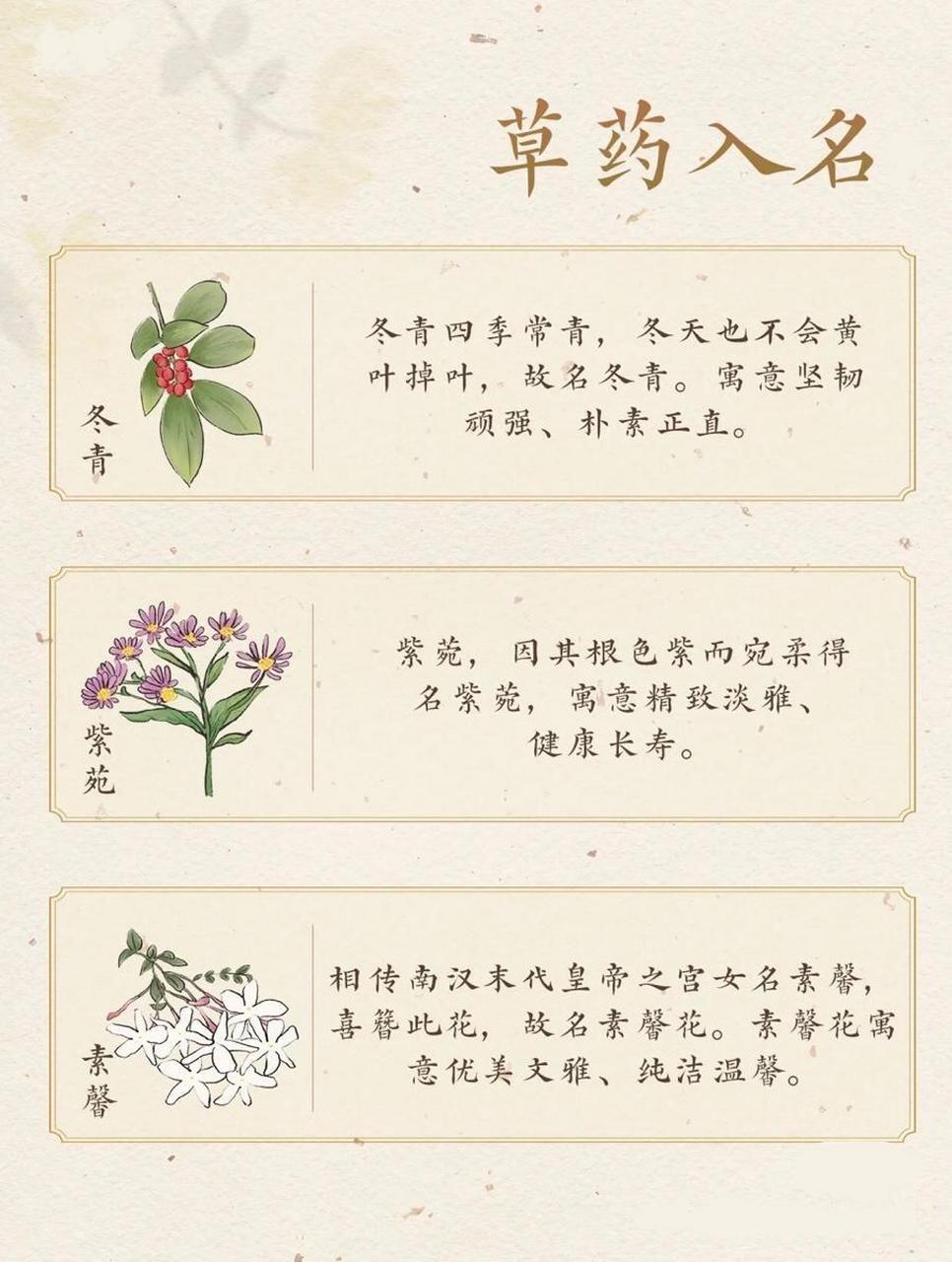 中药品种 名字图片