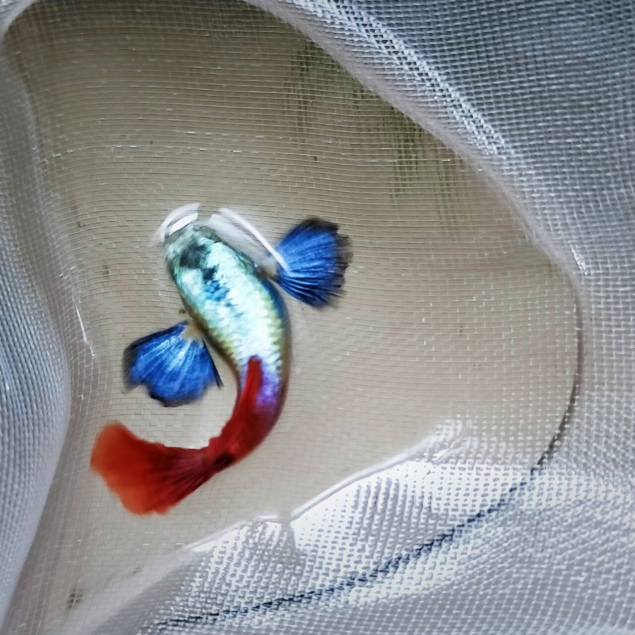 大耳朵孔雀鱼    大耳孔雀鱼无穷魅力—— 对味东方审美的颜色搭配