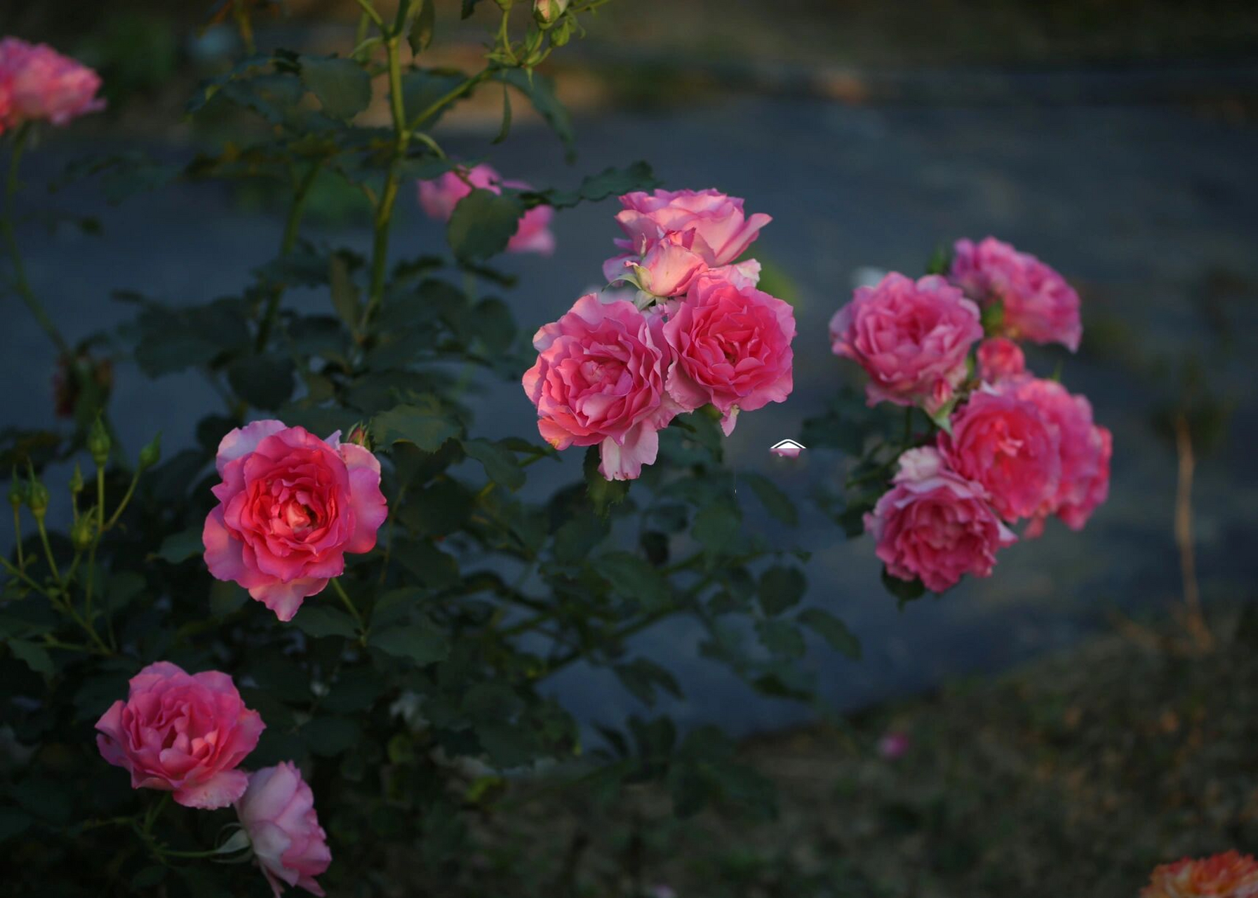 河本月季76615:粉红公主 粉红公主  ピンクオププリンセス  pink