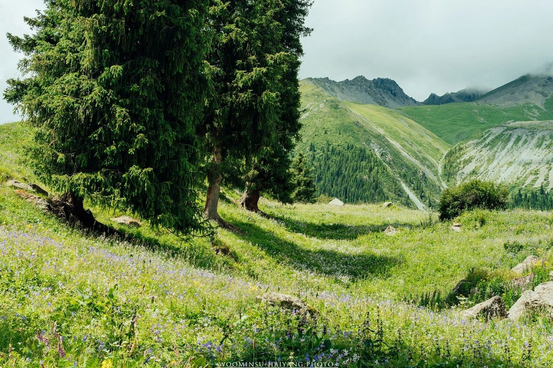 都是花的世界,漫山遍野的花和牧场搭配,比漫画还好看 #夏塔旅游区