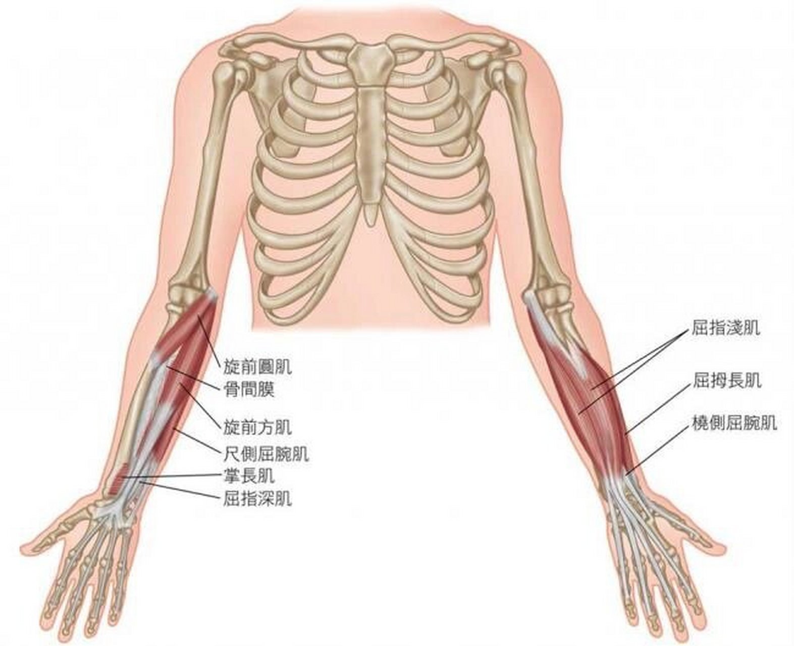 前臂背侧肌肉解剖图图片