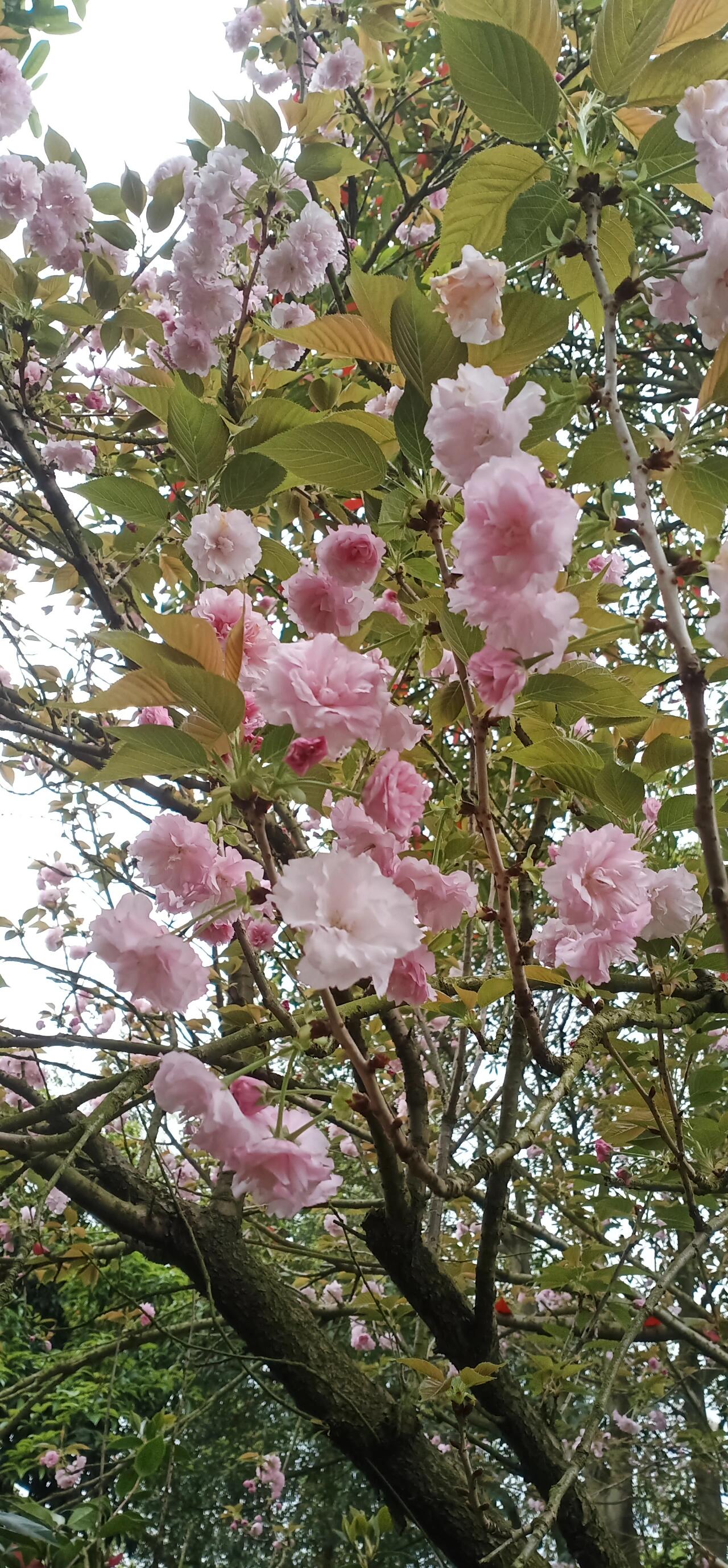 赣县樱花园足道图片