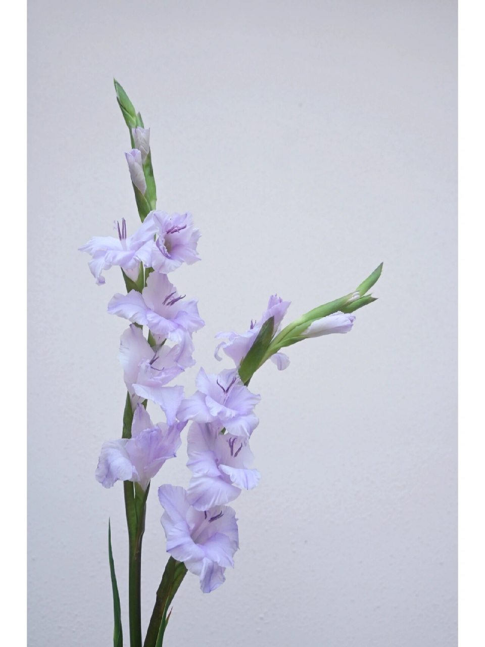 花材分享|剑兰花"见花如面" 909090 剑兰-鸢尾科属花植, 有"