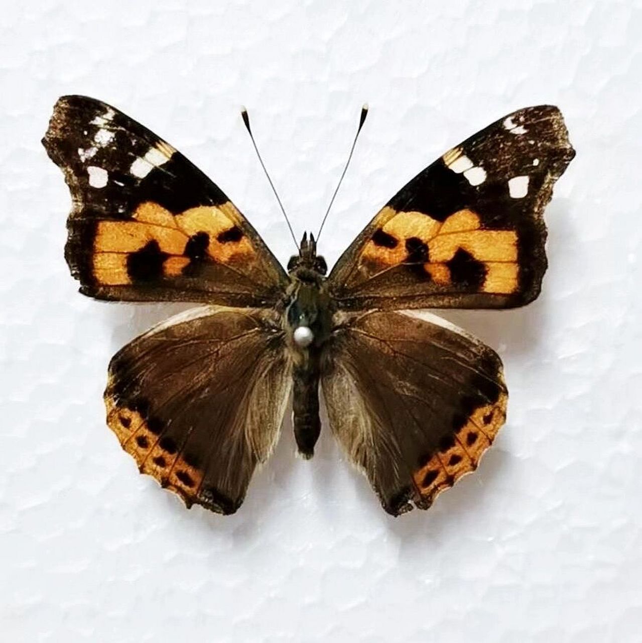 大红蛱蝶03 大红蛱蝶 【采集地】海曙区 【描述】大红蛱蝶:vanessa