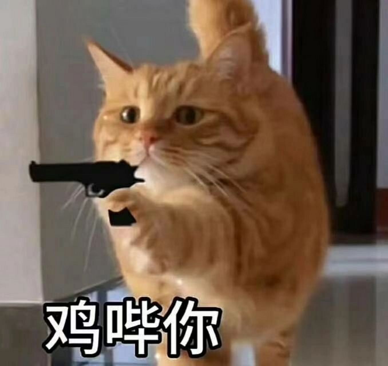 修猫击毙你表情包,快冲 一只会踢正步的小猫,也会击毙你