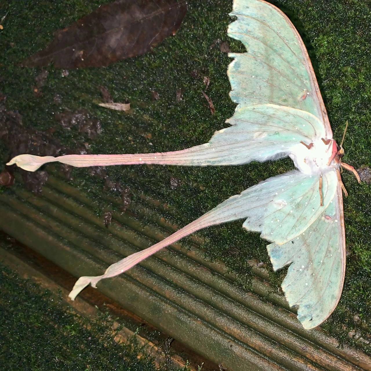 美丽裙摆 月形天蚕蛾