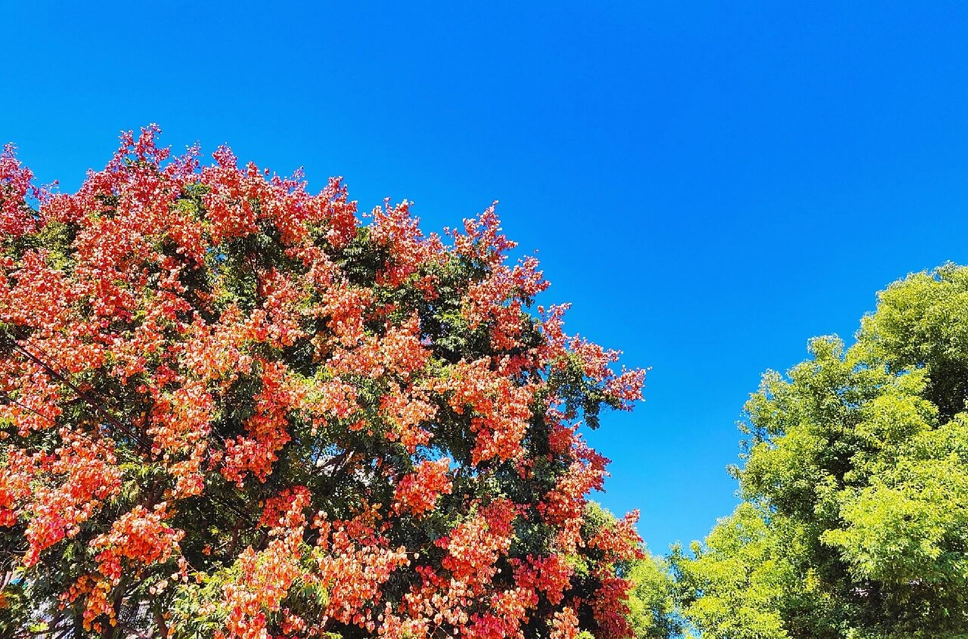 栾树:花语:奇妙 震撼 绚烂一生 栾树,也名灯笼树,是状其形而言;又名摇
