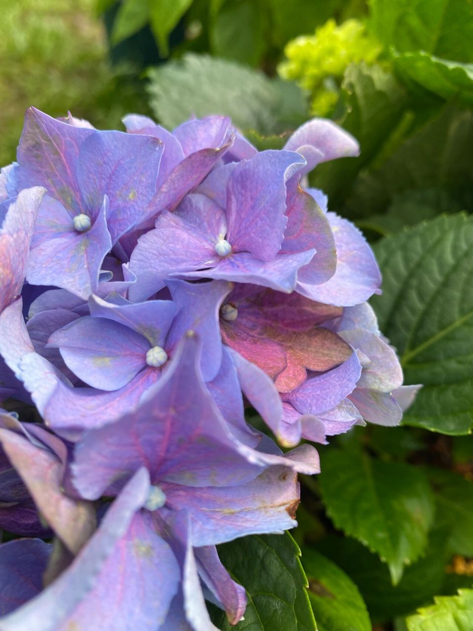 绣球:魔幻大西洋 绣球魔幻大西洋!一款非常特别的颜色!绣球