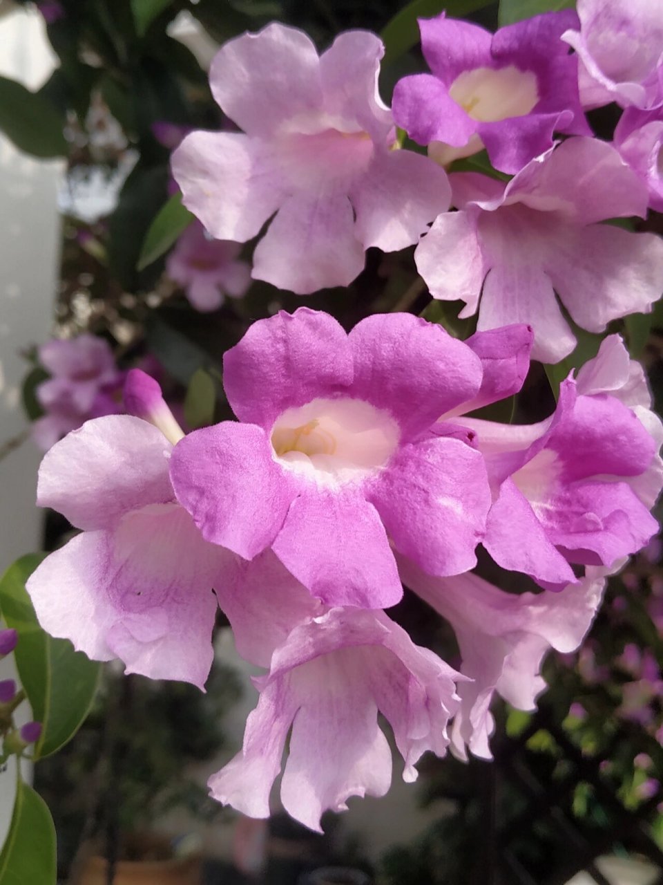 蒜香花