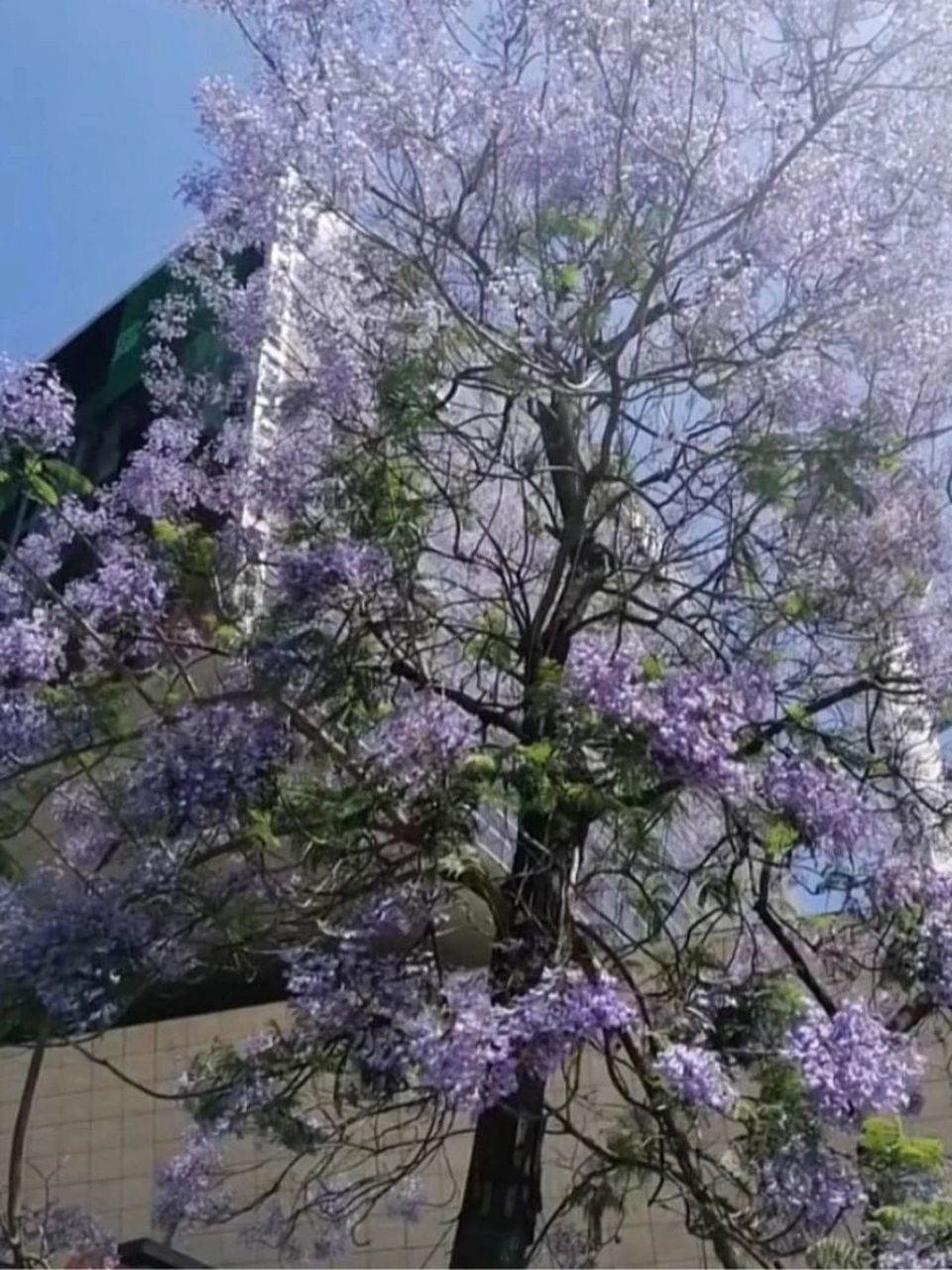 蓝盈花观赏攻略/5月遇见浪漫紫 五月是蓝盈花盛开的季节,不出成都,在