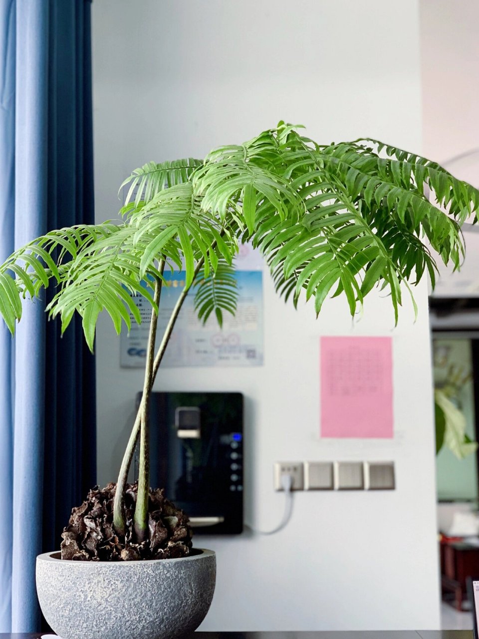 观音莲座蕨 一片叶子撑起一片天的植物也就它了吧