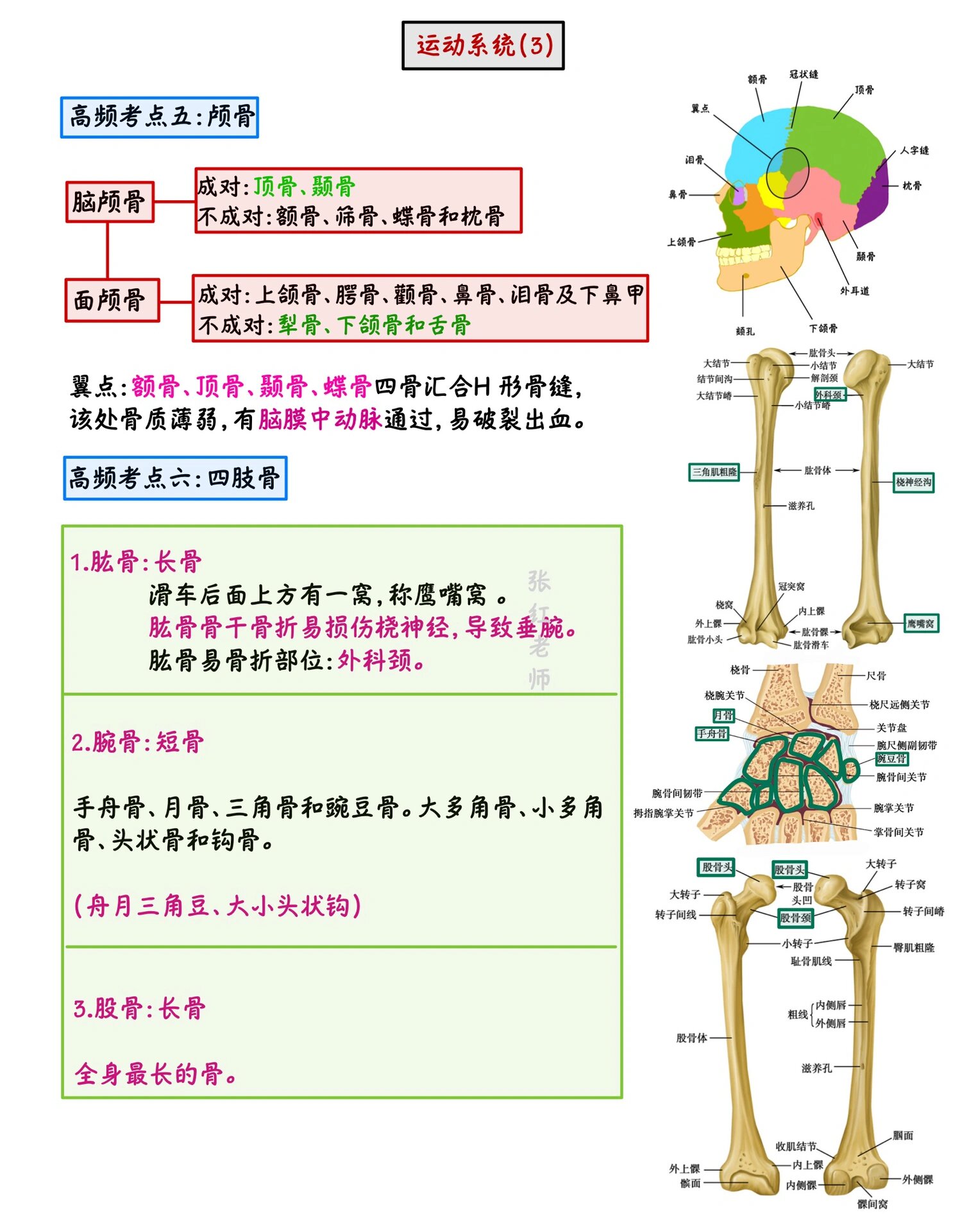 解剖学:运动系统