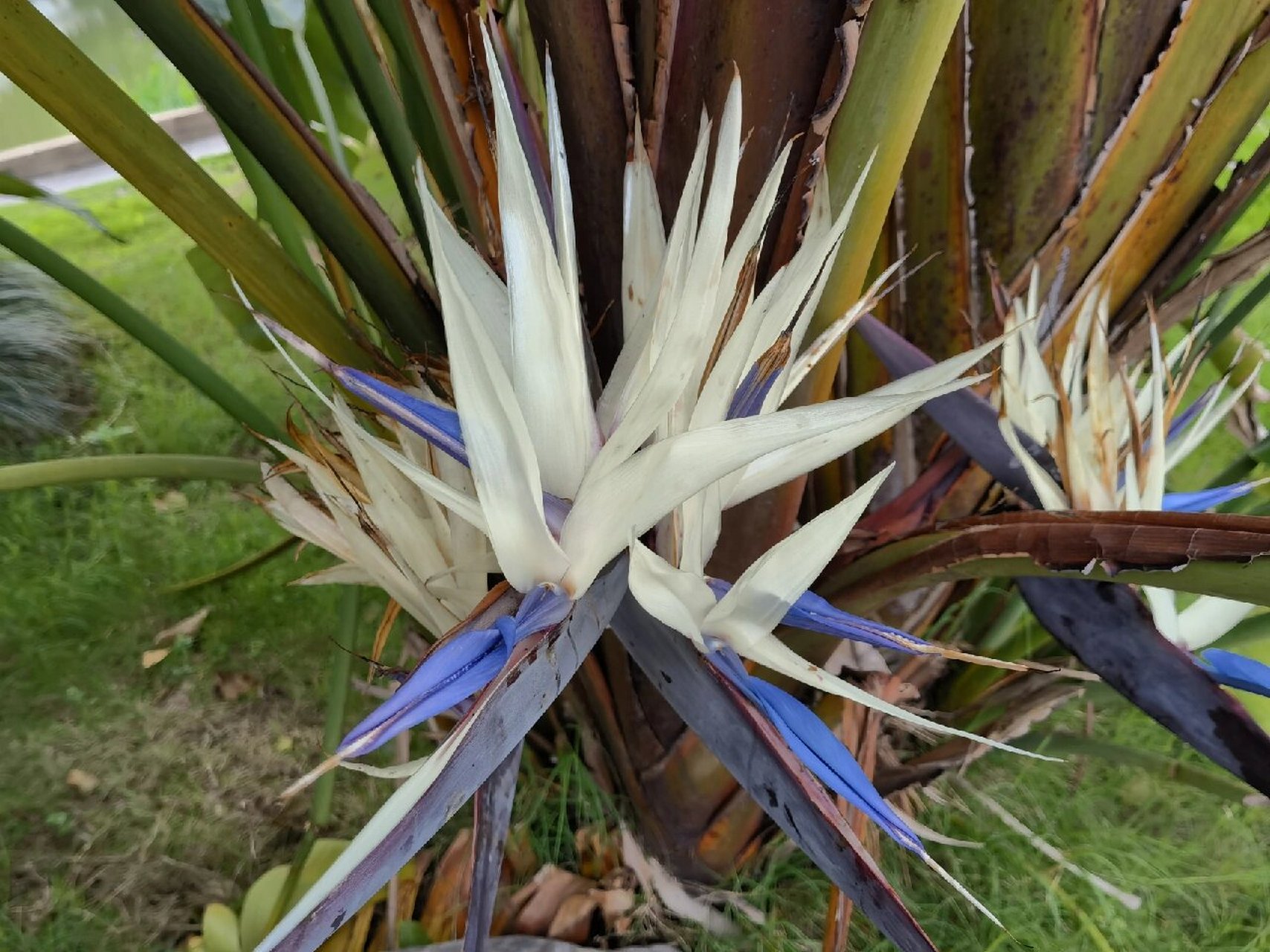 公园里的天堂鸟--鹤望兰94 【大鹤望兰】:别名尼可拉鹤望兰,尼古拉