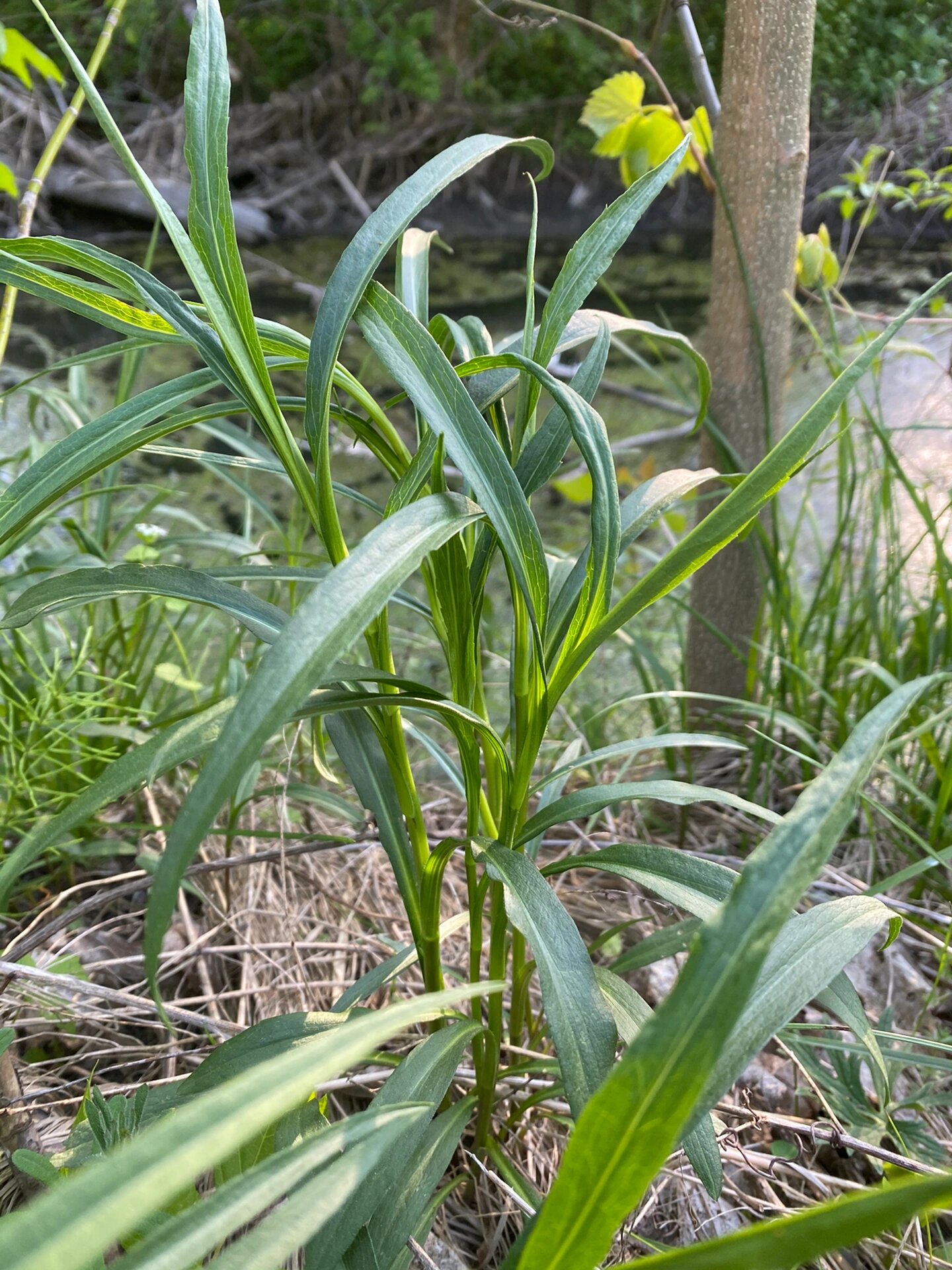 春季野菜 剪刀菜正当时