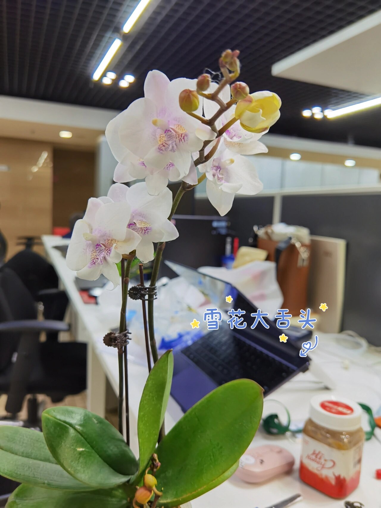 我美丽的蝴蝶兰 图1:招财猫,大辣椒,绿如意,小草莓,三色鸟(北京安海