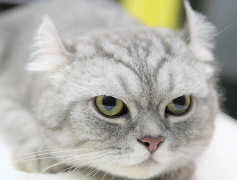卷耳猫是健康的猫咪!不是基因缺陷!