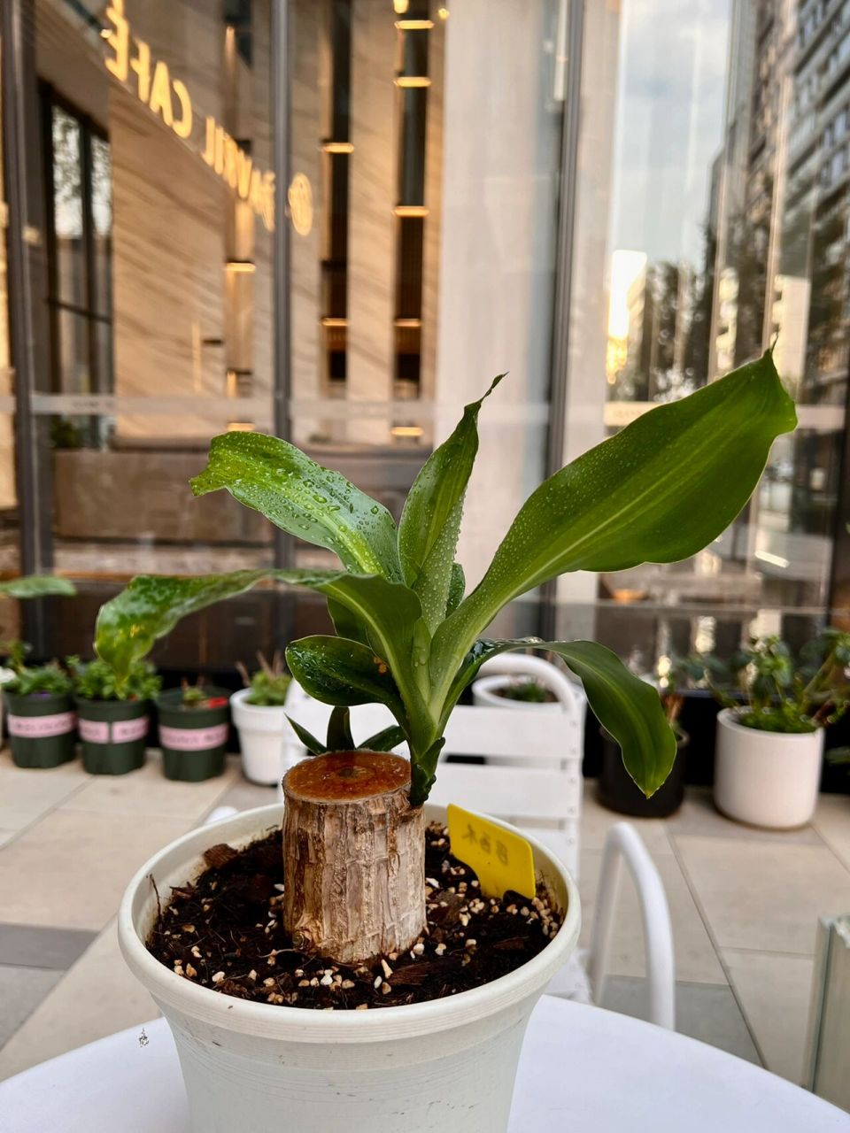 巴西木养护技巧(no.