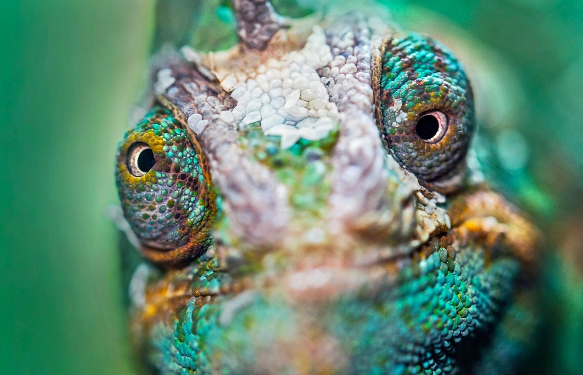 变色龙的两只眼睛可以分别活动 变色龙的眼睛十分奇特,眼帘很厚,呈