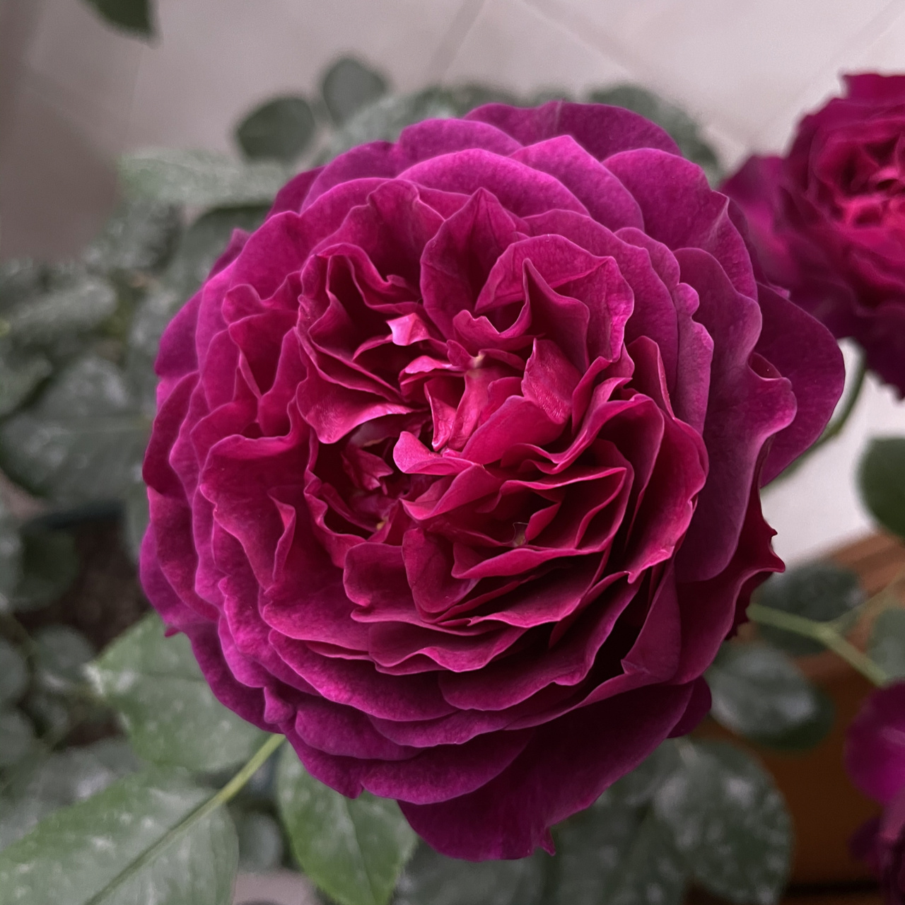 暮光之城月季 暮光之城它的分枝性很好,也很勤花,我们要在其开花过后