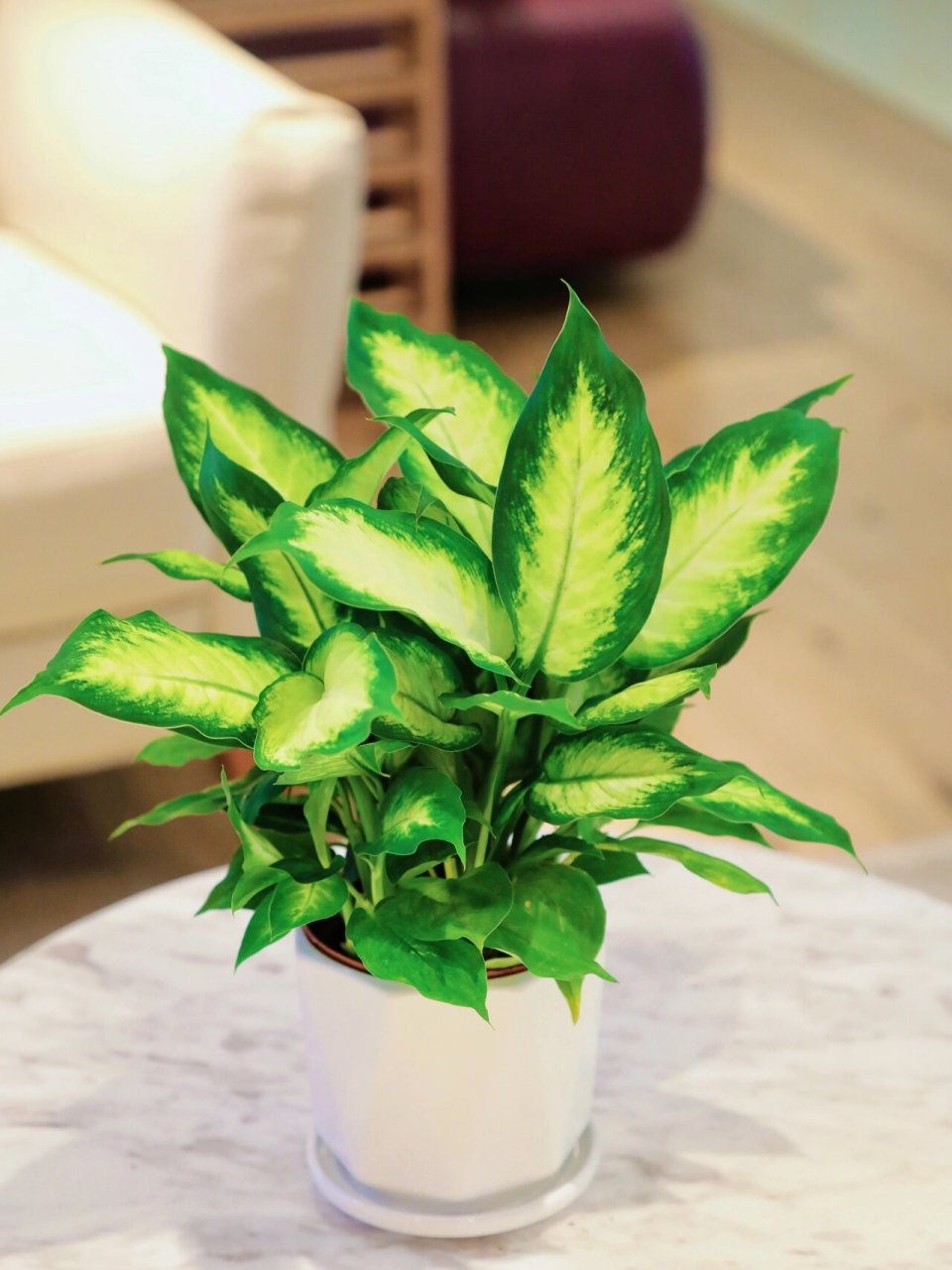 粉黛万年青,干净清爽的室内绿植 粉黛万年青算是花叶万年青中的一种