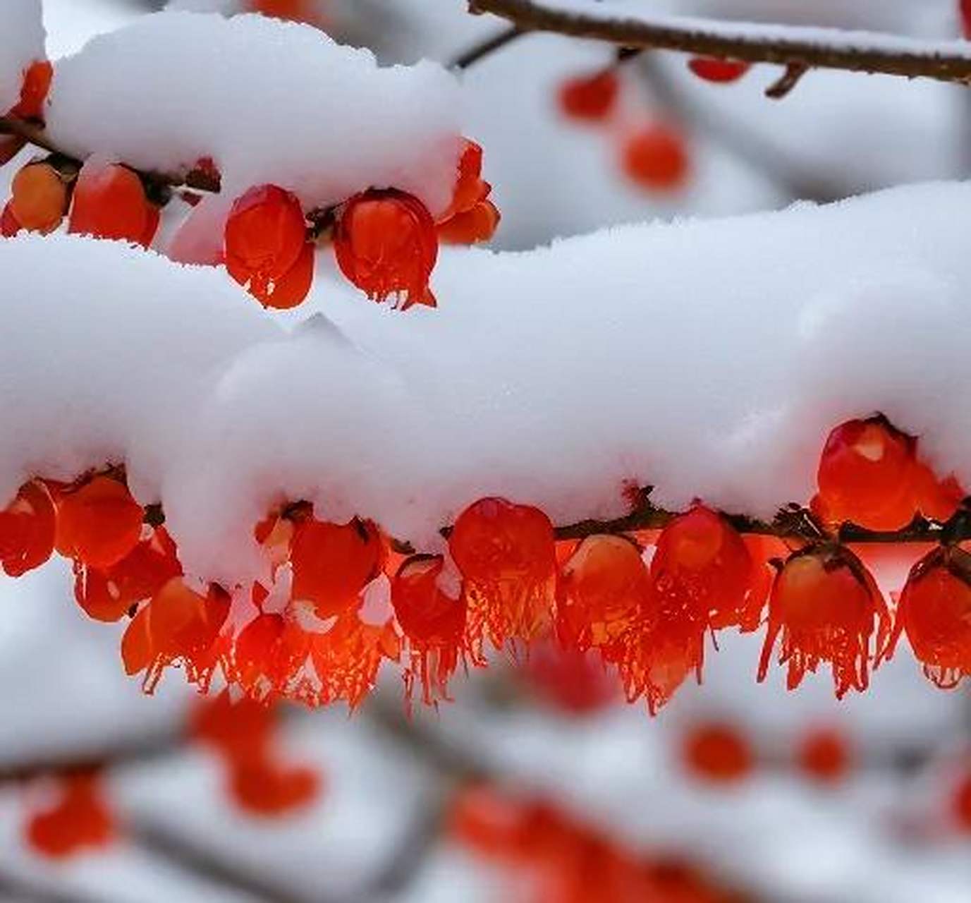 雪中腊梅红似火, 冷风瑟瑟傲寒来. 玉树琼花香满径, 独立银枝笑意开.
