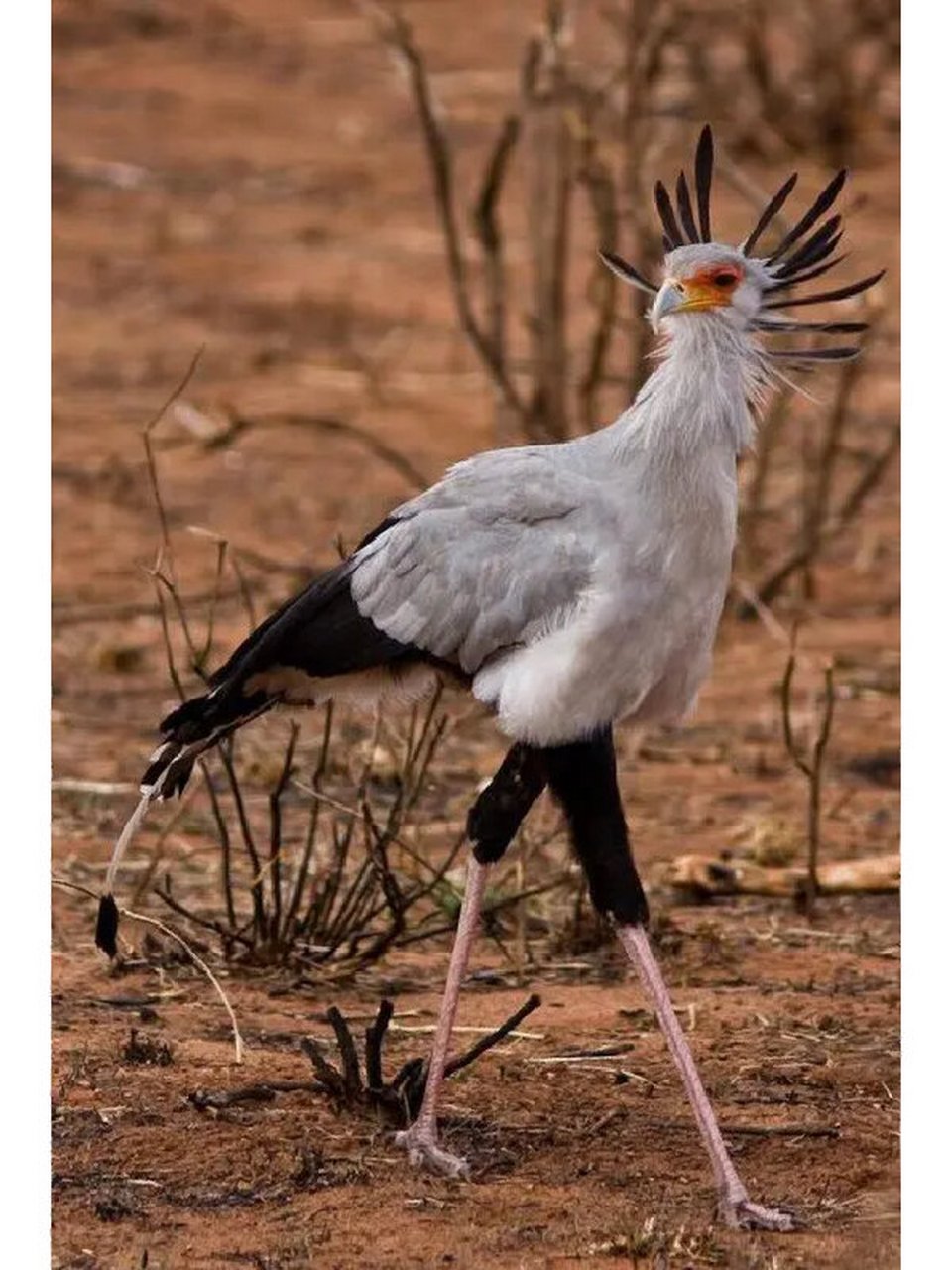 秘书鸟 蛇鹫 92命名:蛇鹫(学名:sagittarius serpentarius):是蛇鹫