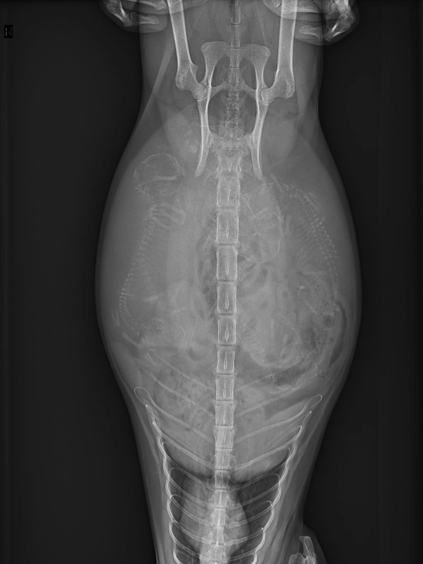 猫咪孕检x光片|一胎5个宝宝 快生喽!