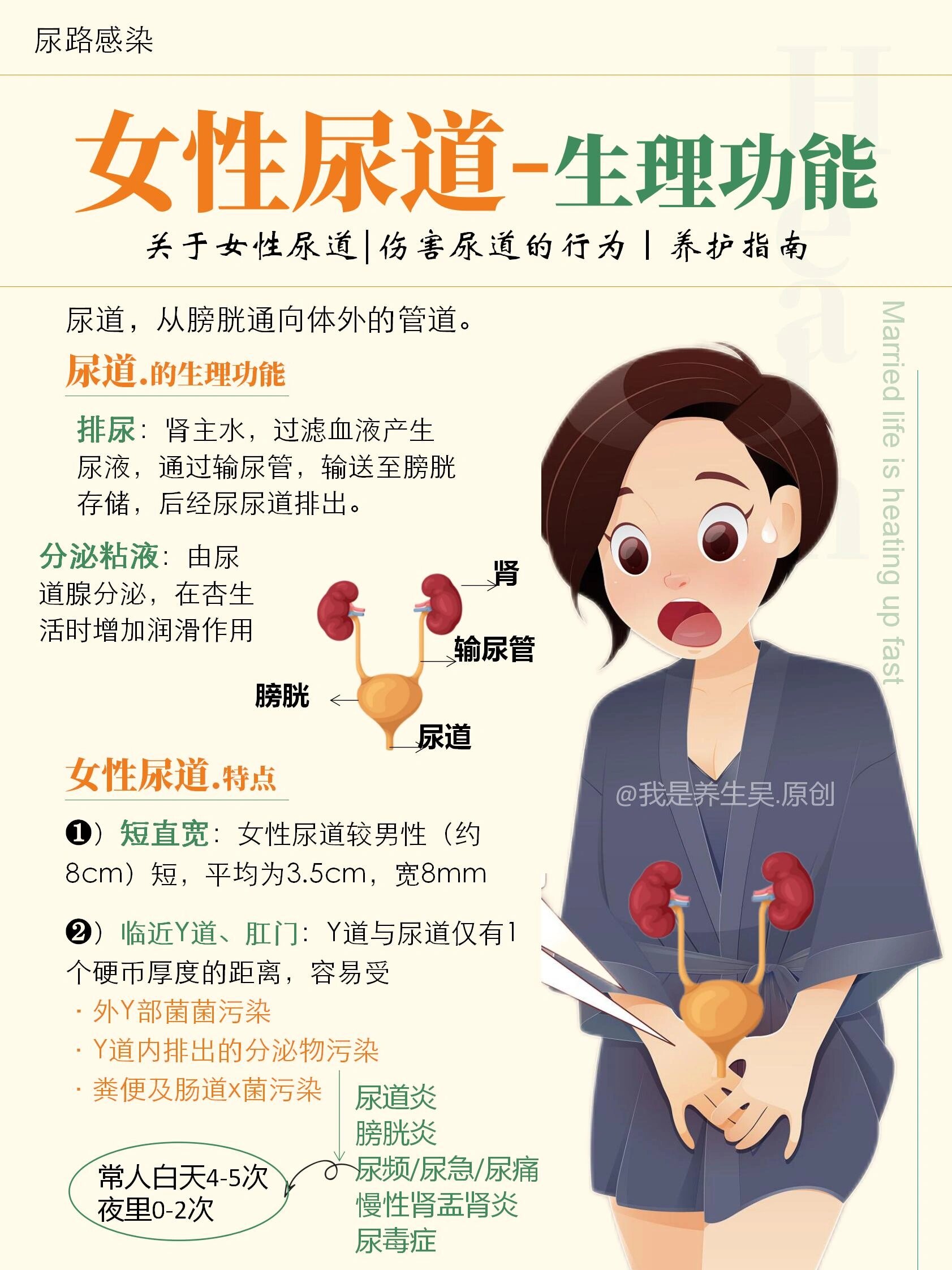 女性尿道生理6015尿道炎尿频尿急666尿路养