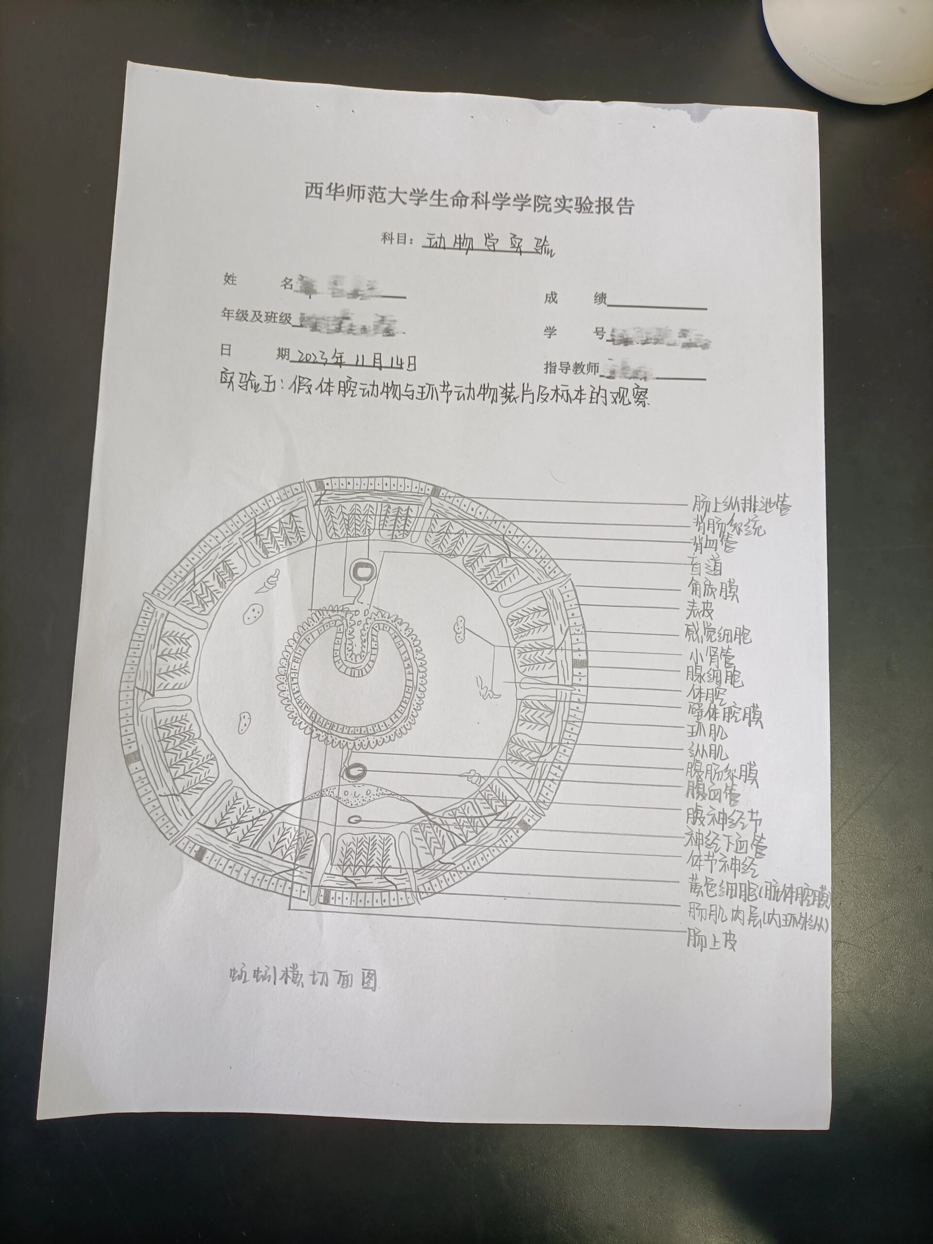 蚯蚓横切面图
