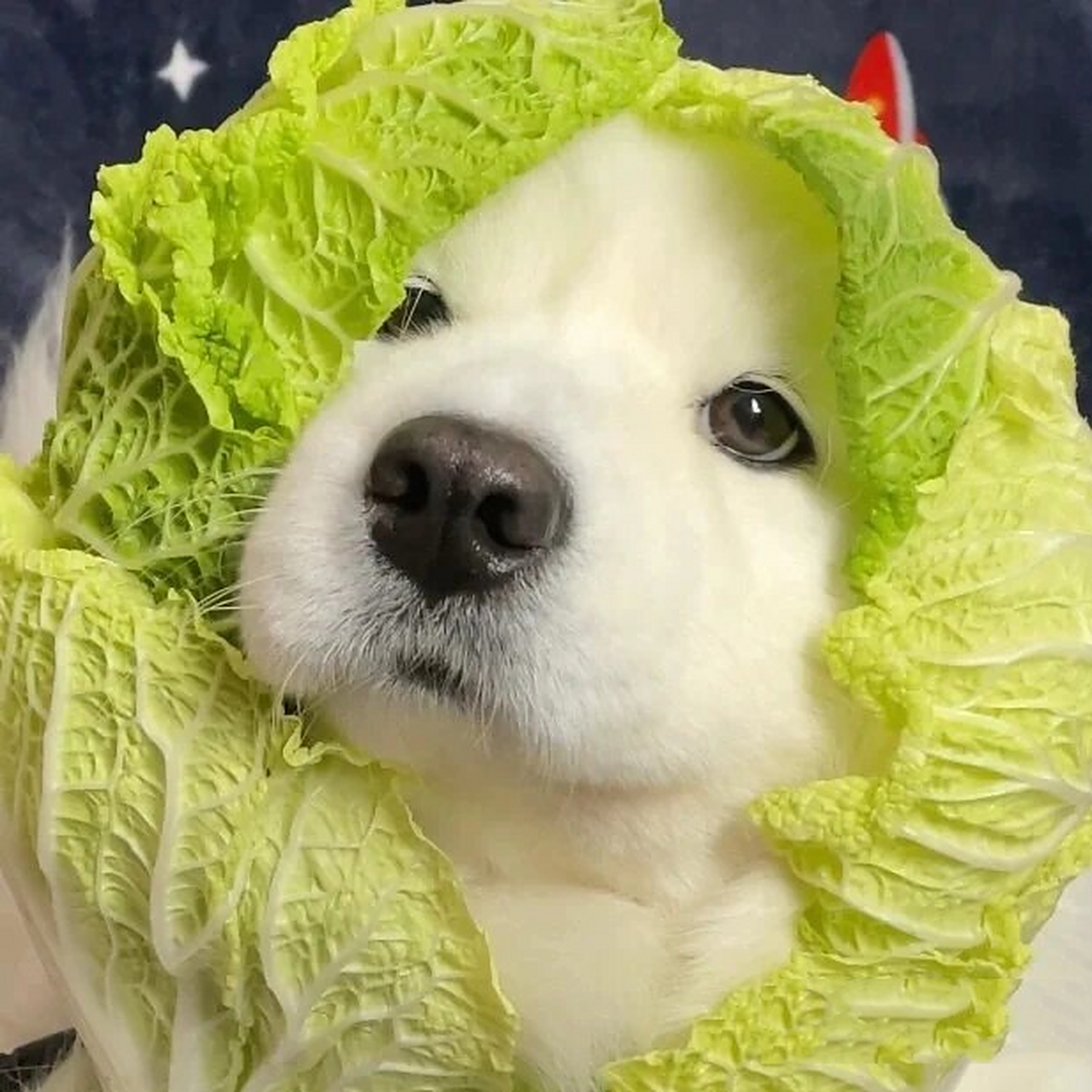 帅狗98头像 狗狗98头像 礼貌拿图 谢谢