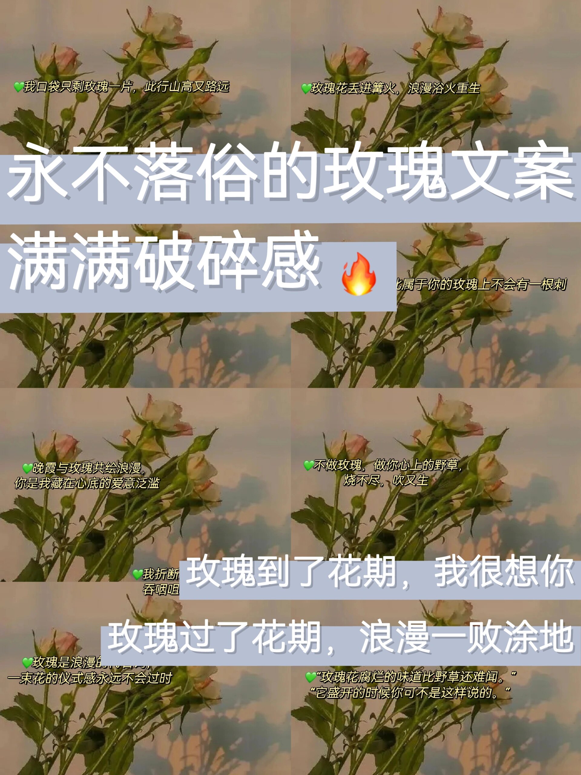 少年与玫瑰的文案图片