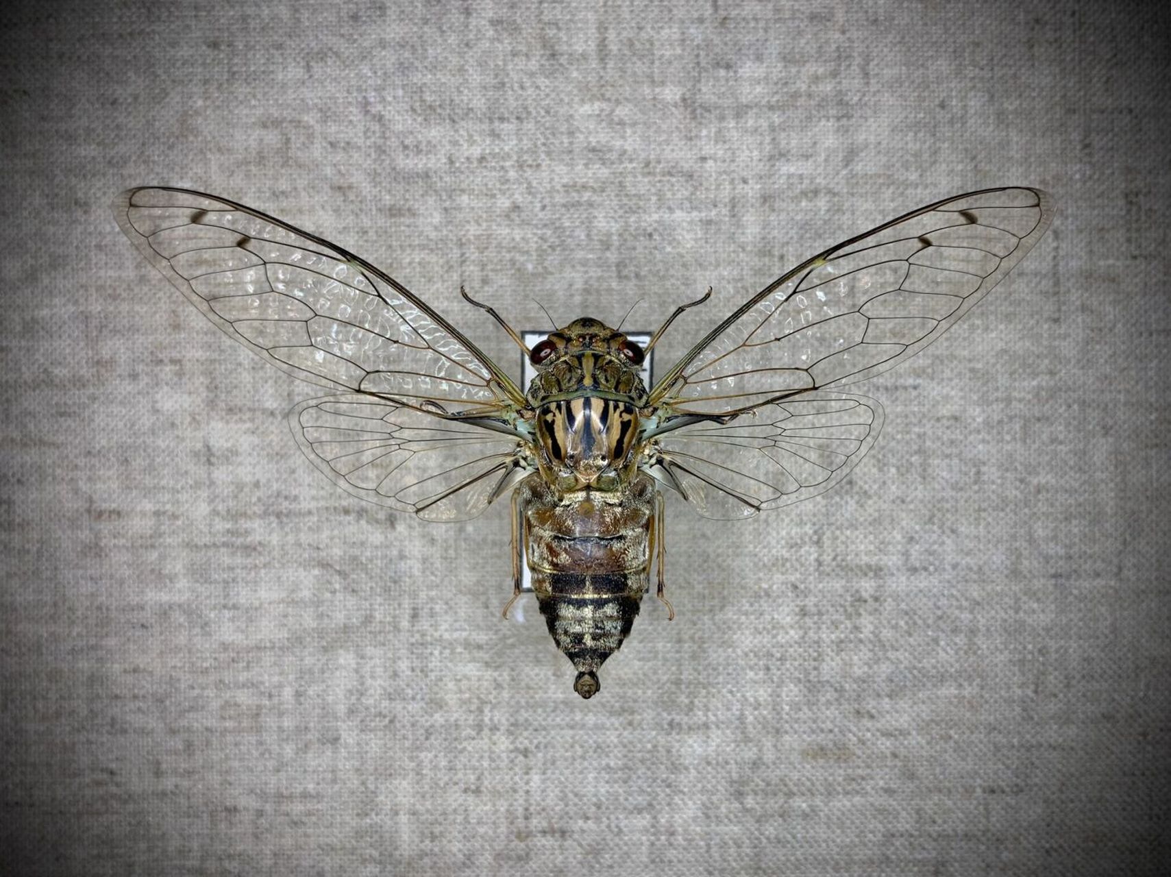 ensis (ollenbach, 1928) 版纳产,长相中规中矩的知了[笑哭]#昆虫