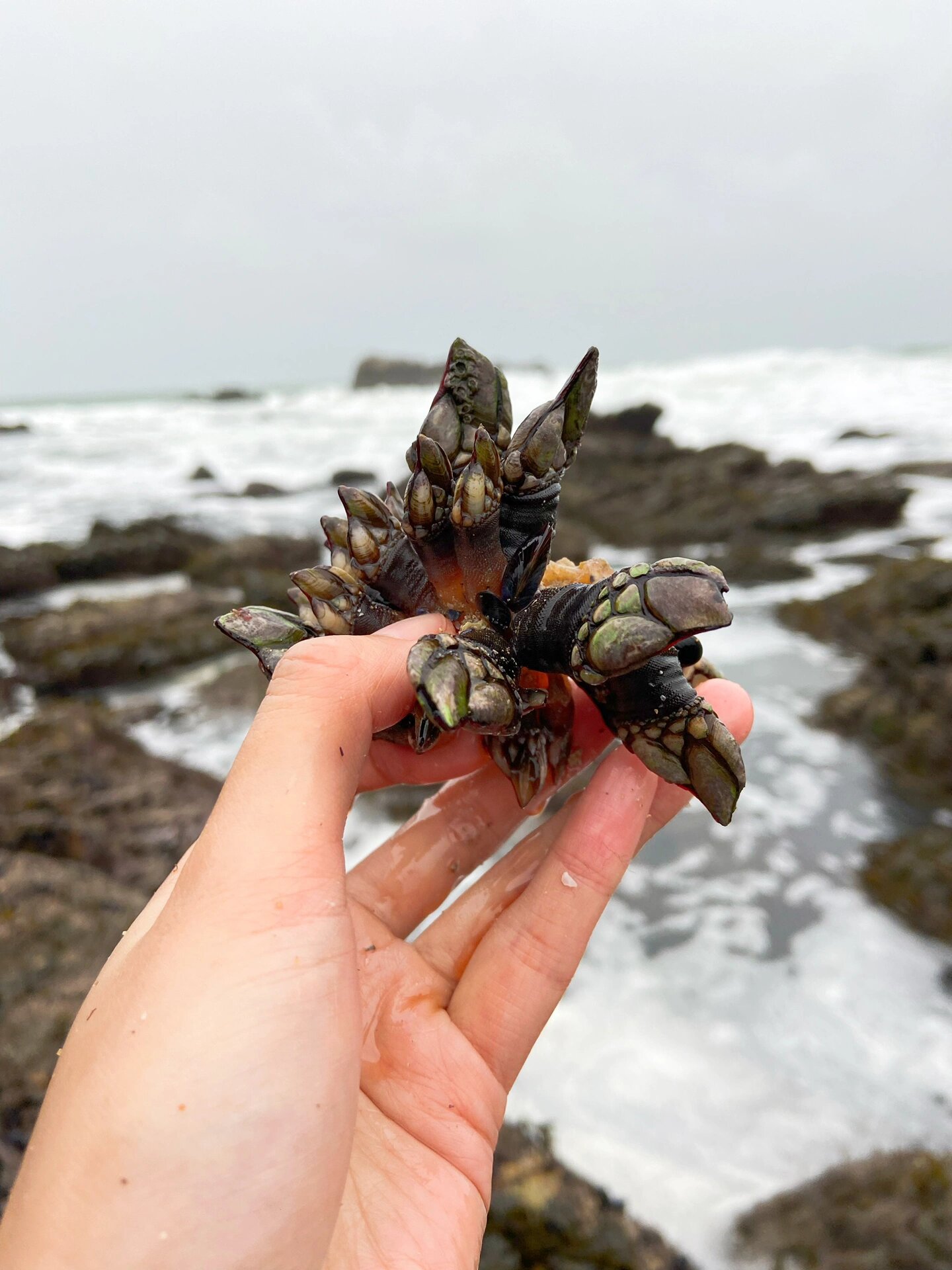 大潮赶海🇫🇷 地狱美味 鹅颈藤壶 长在大浪里的悬崖峭壁