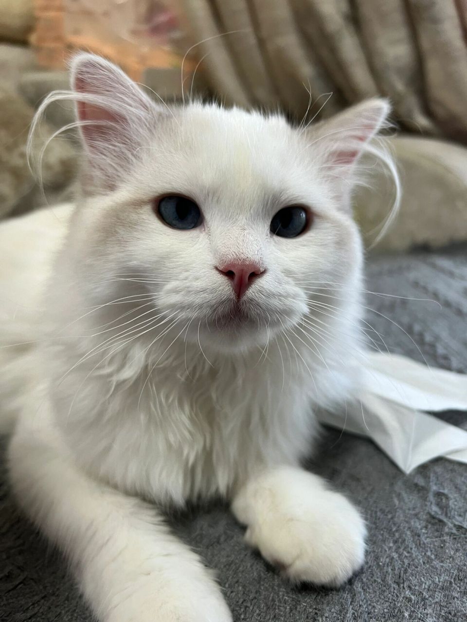 猫咪的长耳毛 不懂就问,猫咪耳朵的上的这两撮长毛是什么情况?