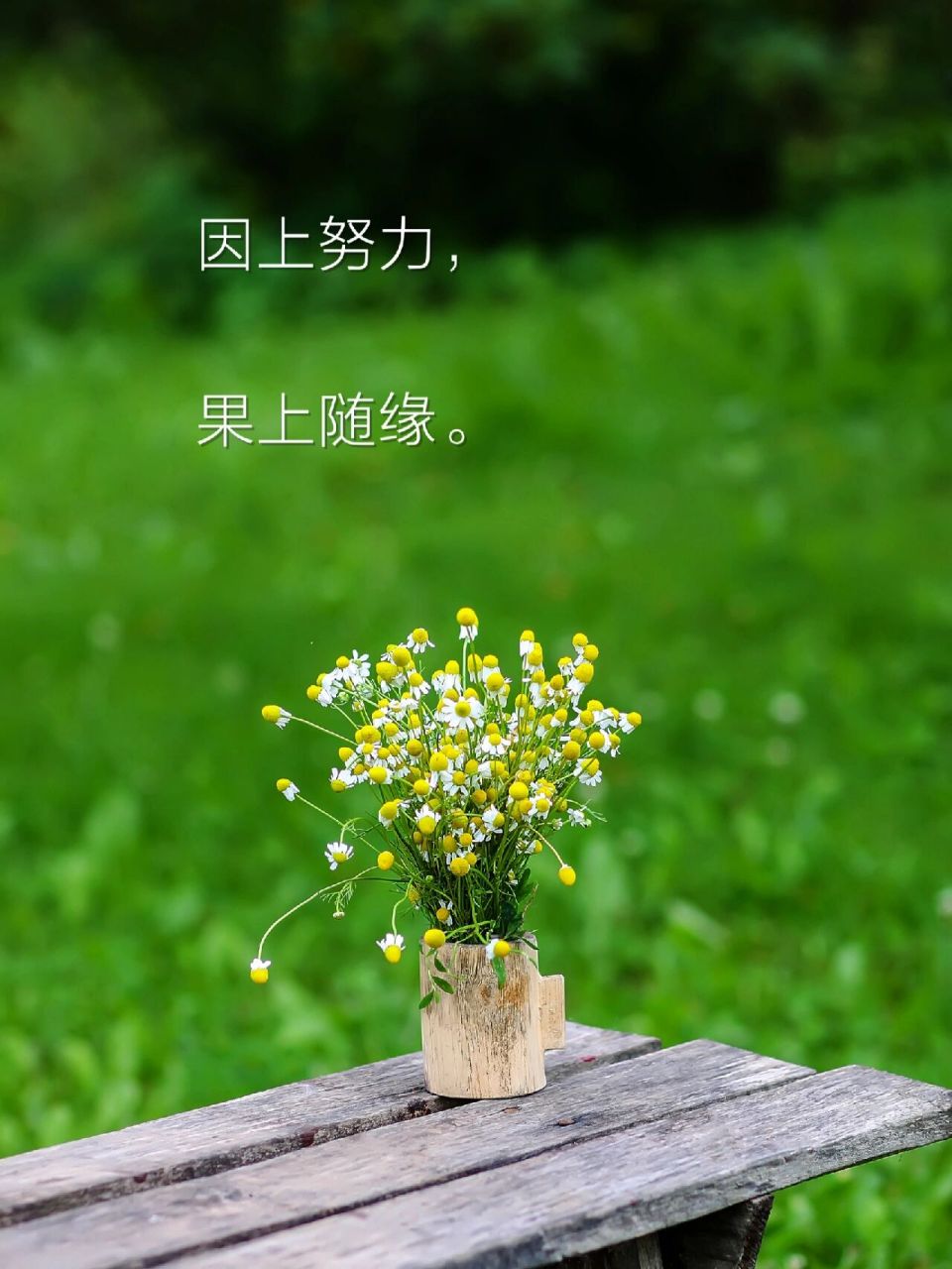 因上努力,果上随缘 #禅悟人生