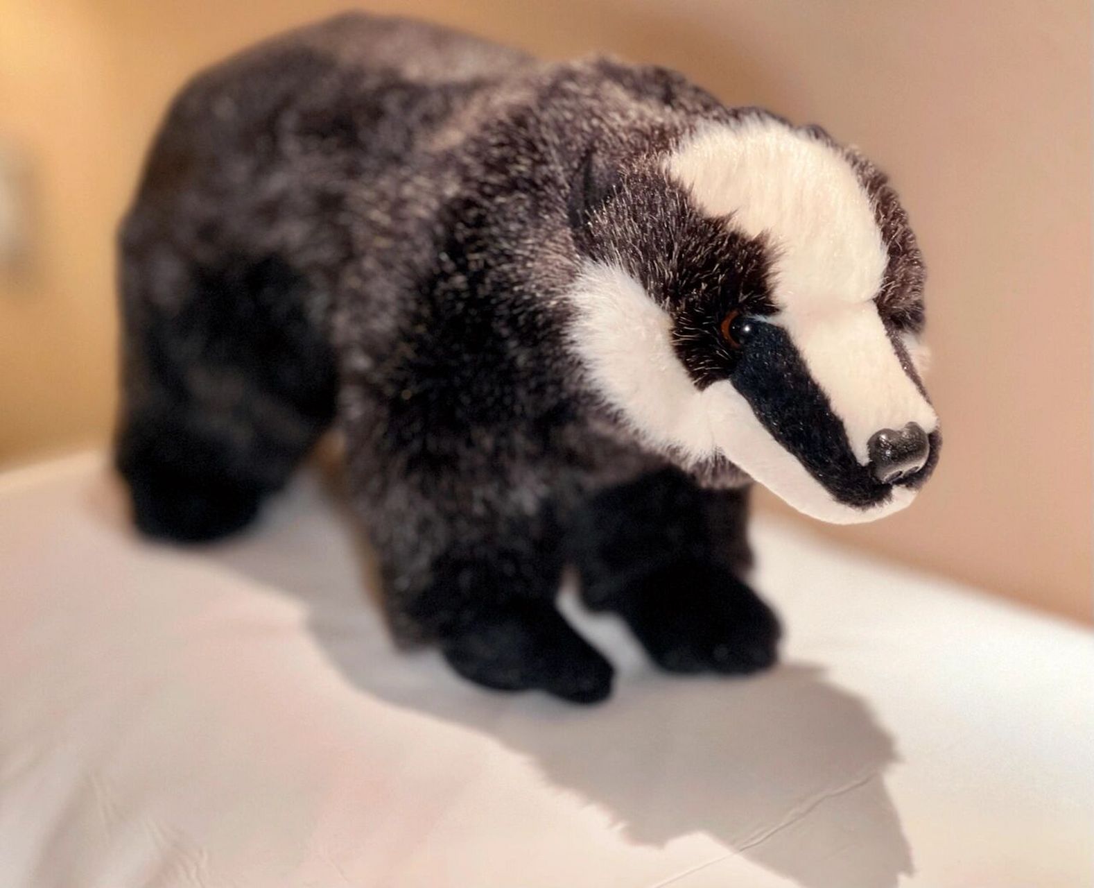 平头哥02 蜜獾 蜜獾(读音:mì huān;学名:mellivora capensis; )是