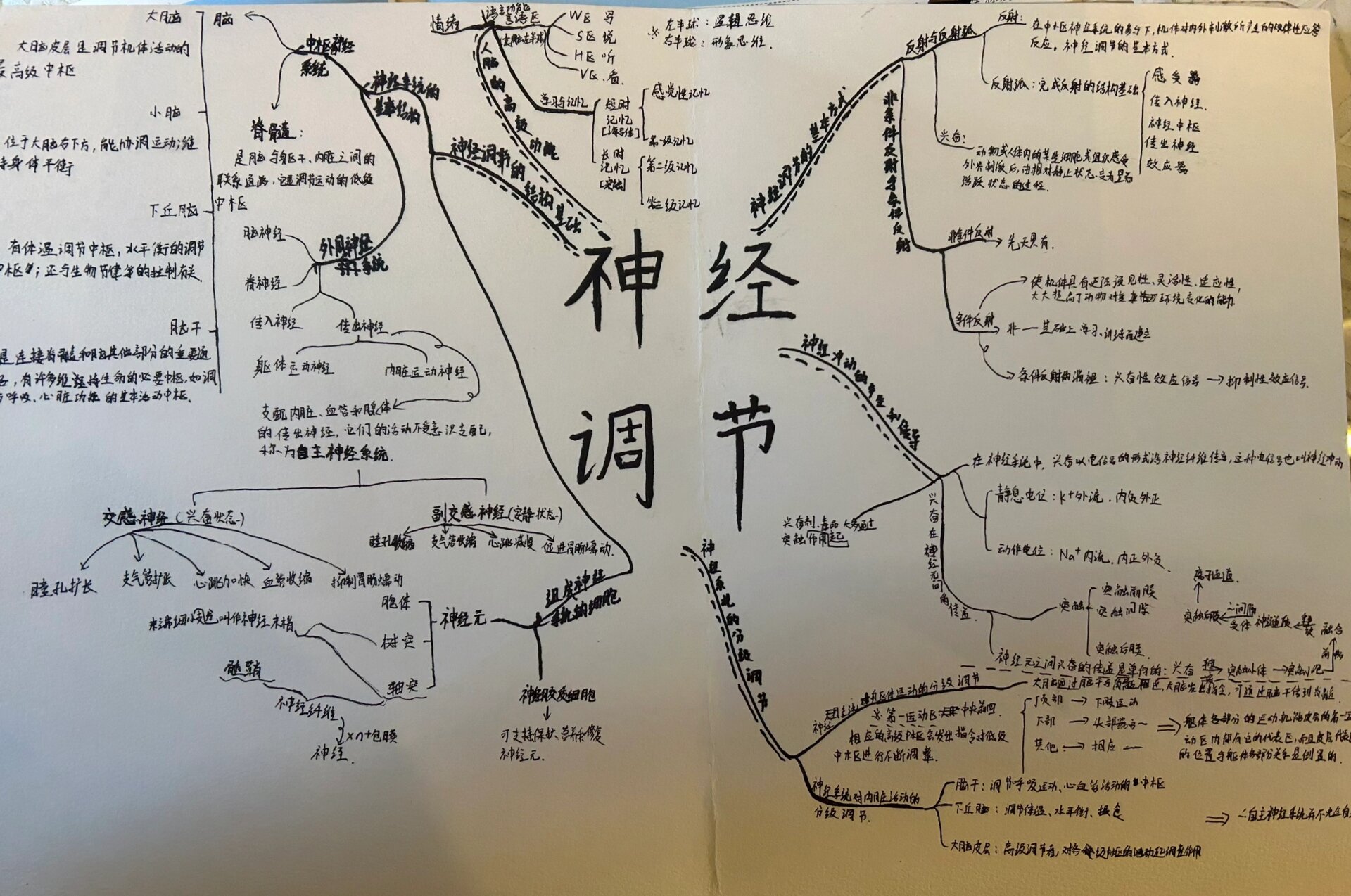 神经调节思维导图