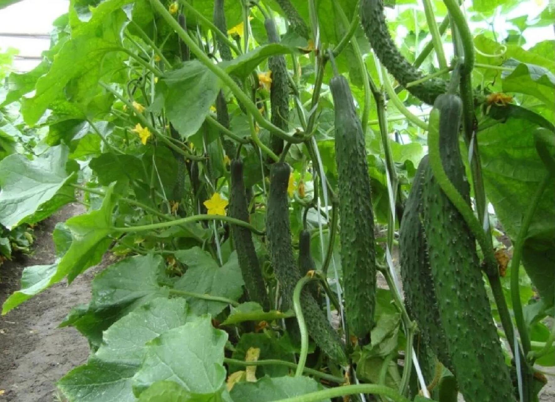 黄瓜科普 黄瓜(学名:cucumis sativus l.