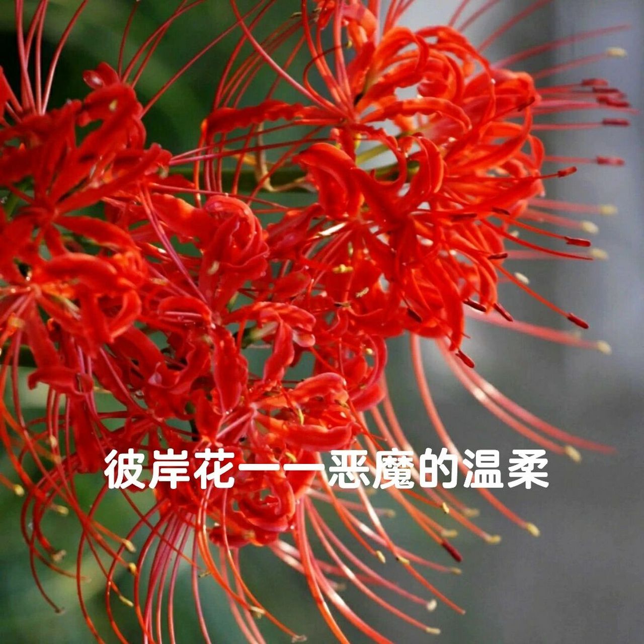 十大绝情花花语 想看什么,在评论区留言