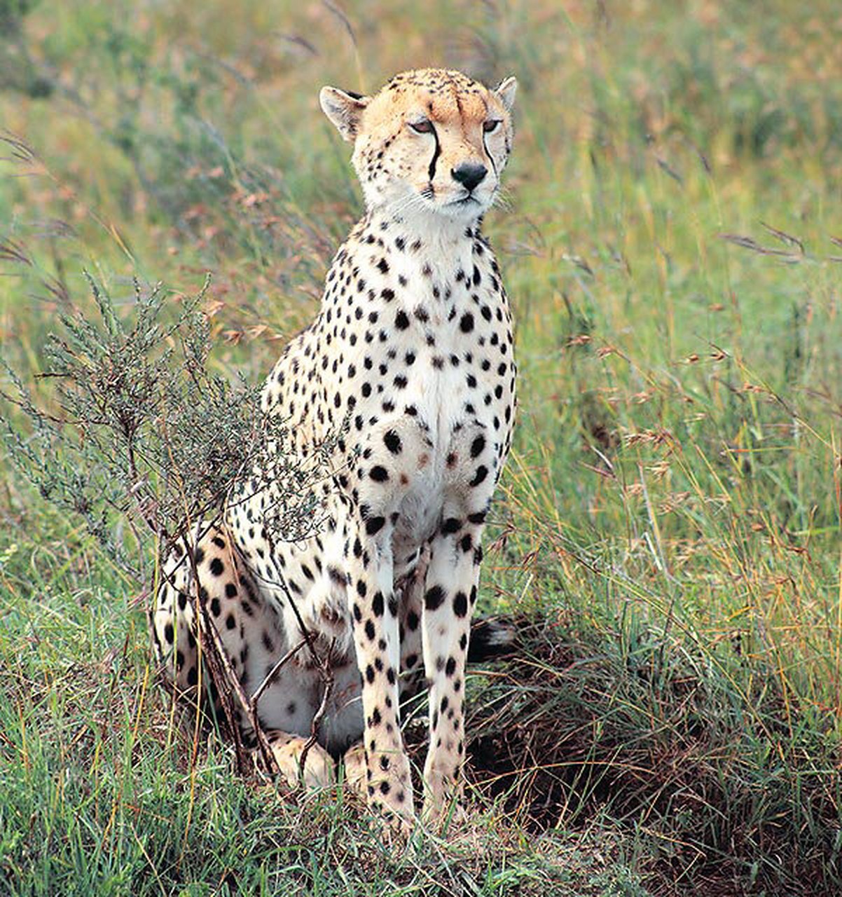 92命名:猎豹(学名:acinonyx jubatus):是食肉目的猫科动物,也是猎豹