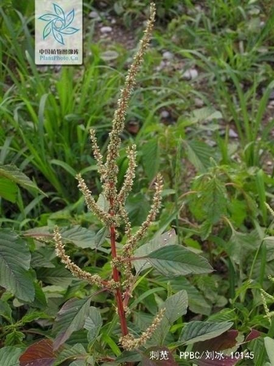 植物刺苋 中文学名刺苋 目中央种子目02centrospermae 别称苋菜,勒