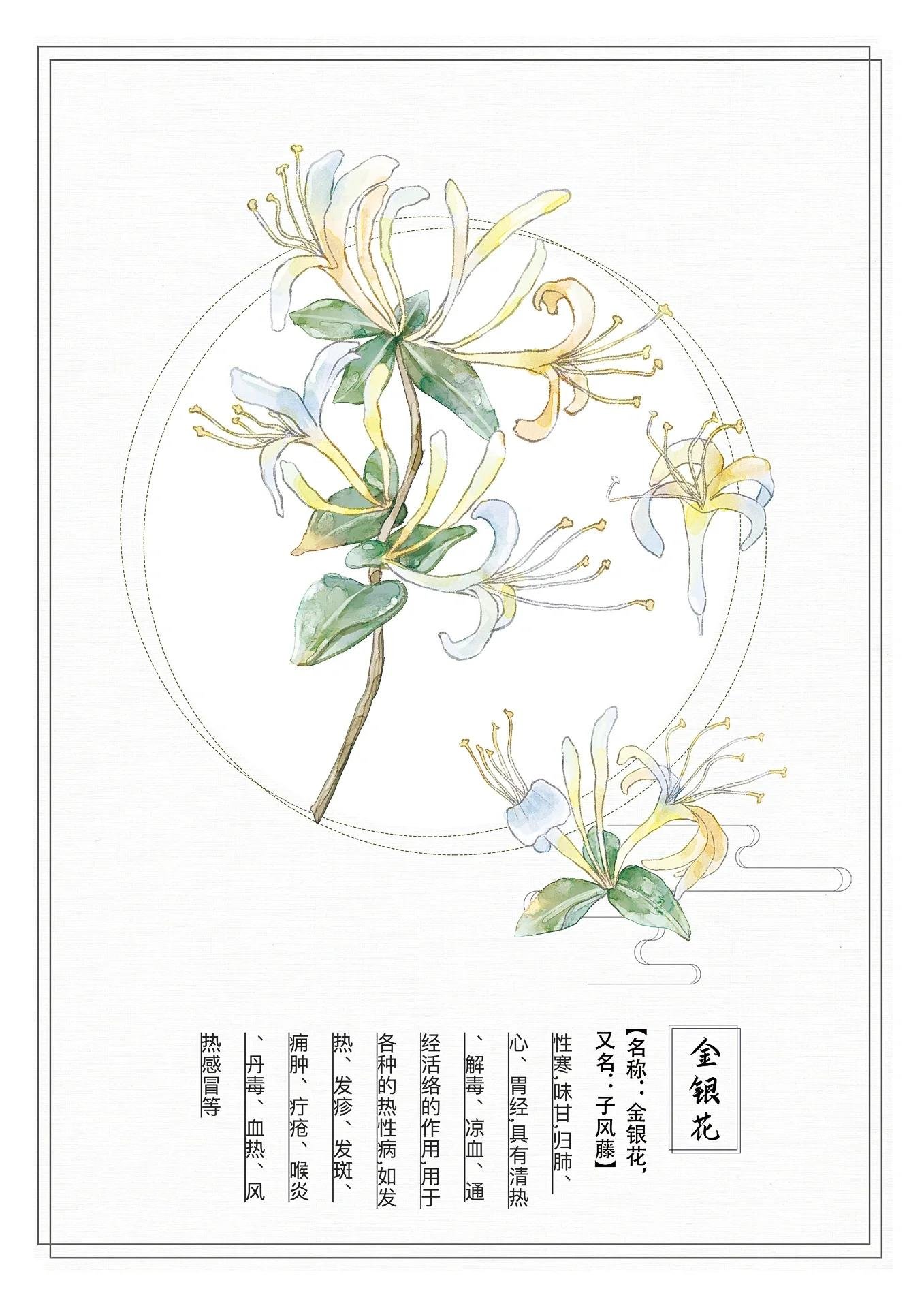 中草药插画|植物图鉴|本草纲目 药材插画,中药插画,手绘中草药,中草药