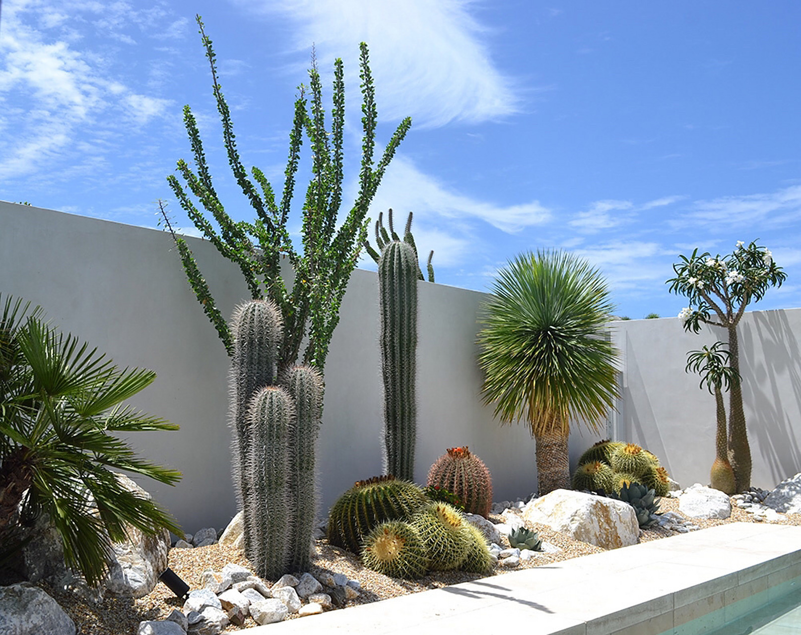 别错过,帮你省钱的沙漠植物造景 低维护低成本的沙生植物造景