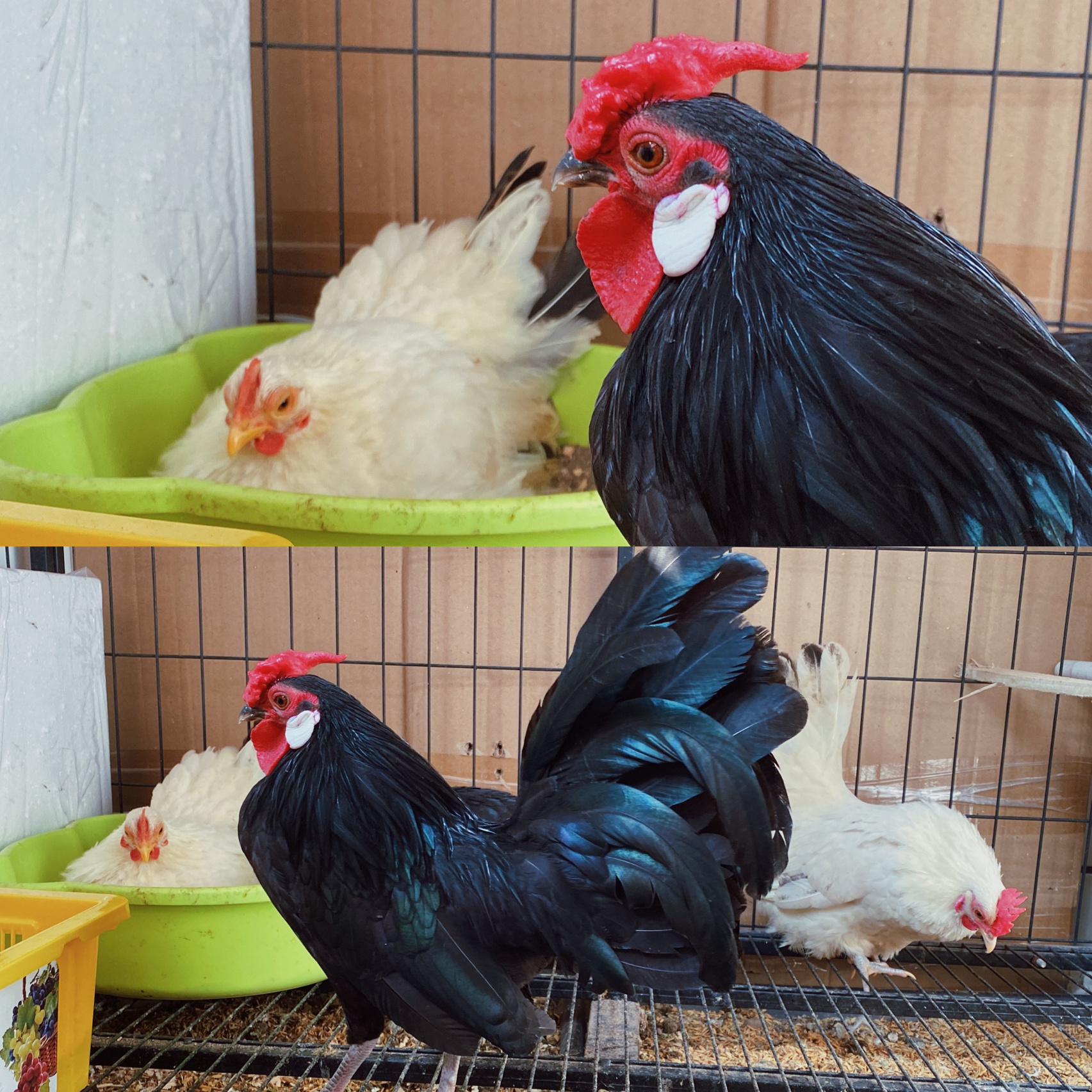 比芦丁鸡更亲人更好看的宠物鸡 16615白色的两只是泰国矮脚白桂鸡